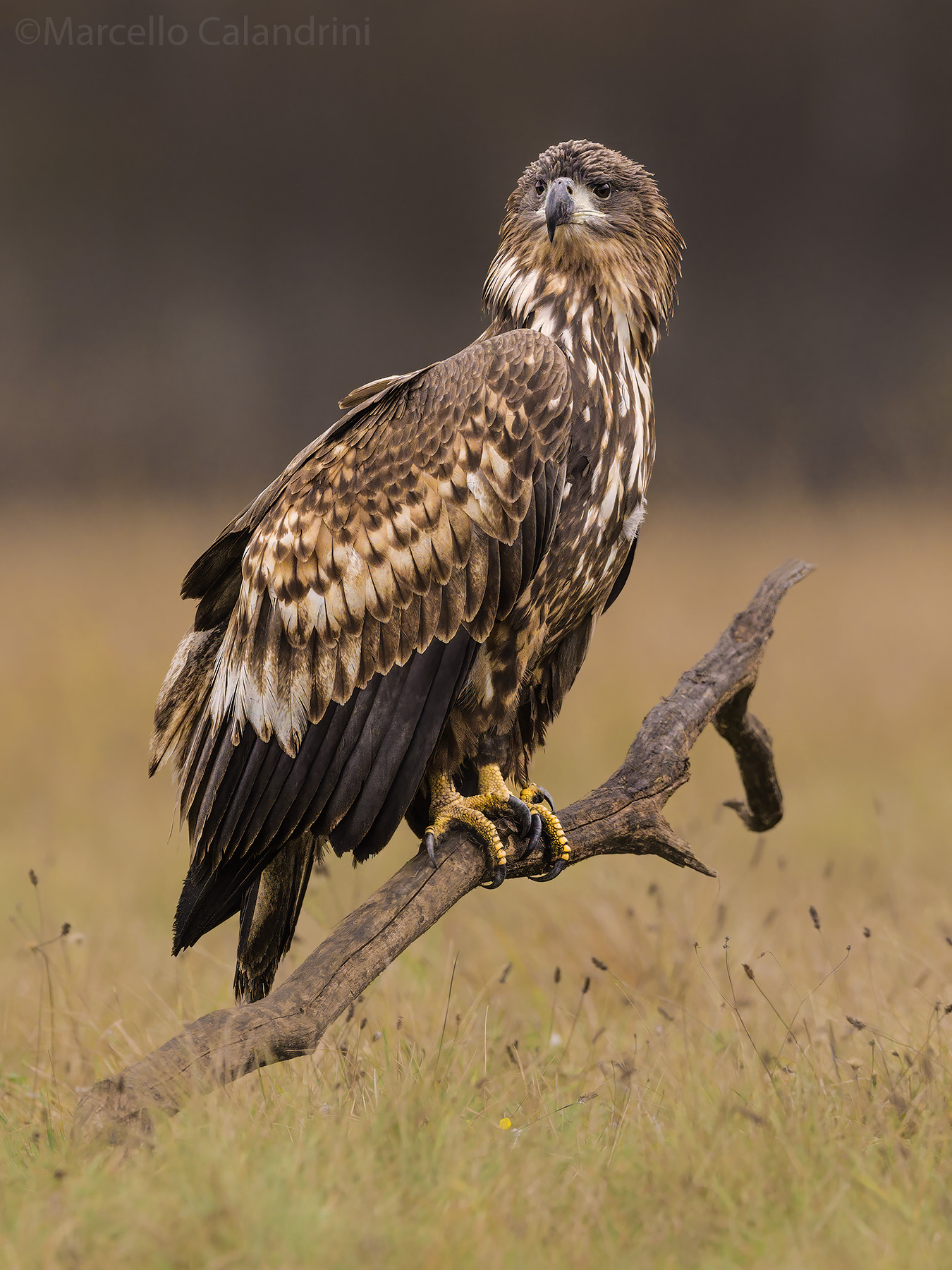 Immature white-tailed sea eagle