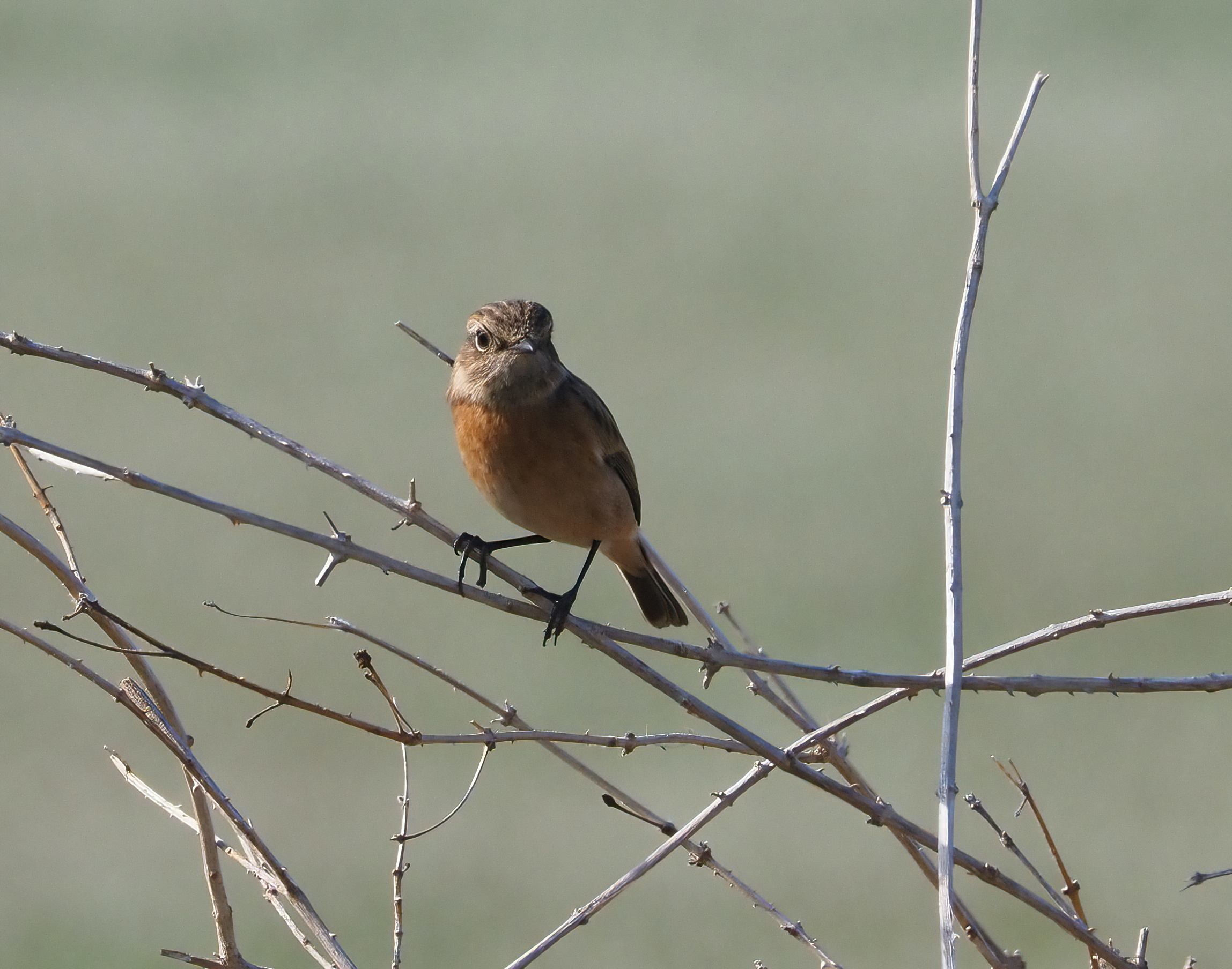 Saxicola