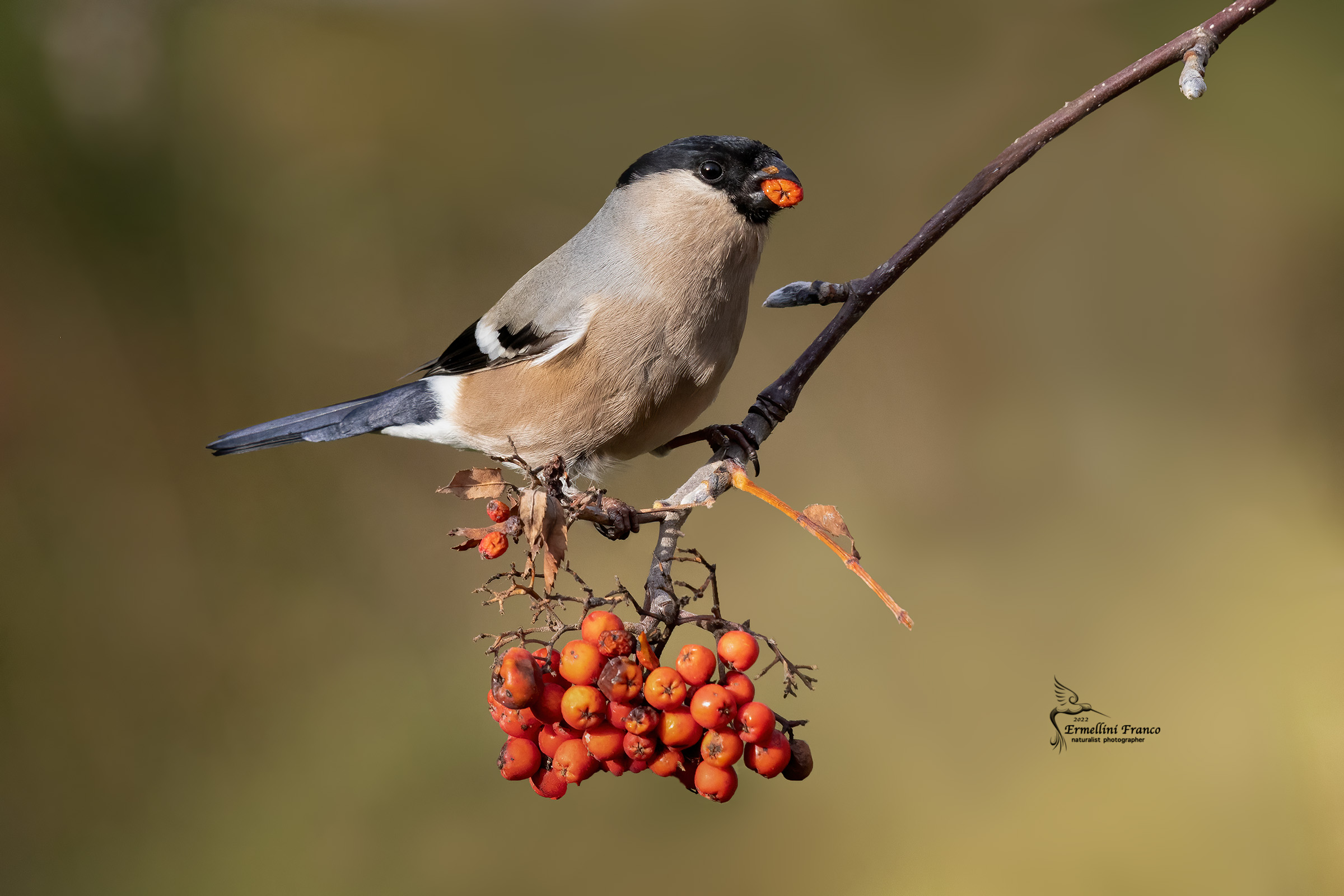 Bullfinch Female