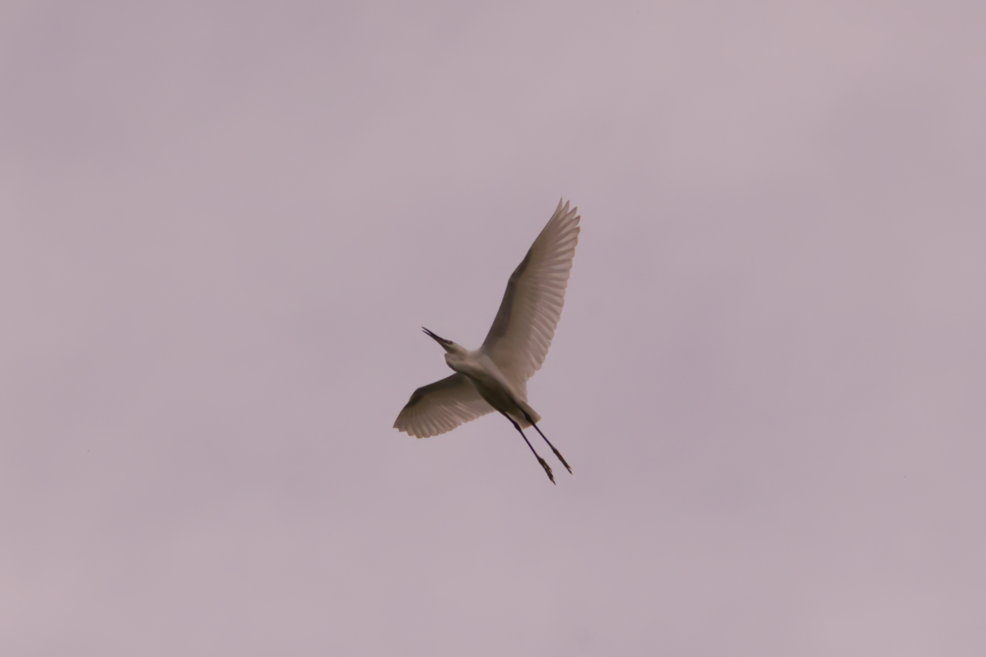 Garzetta su tramonto rosa