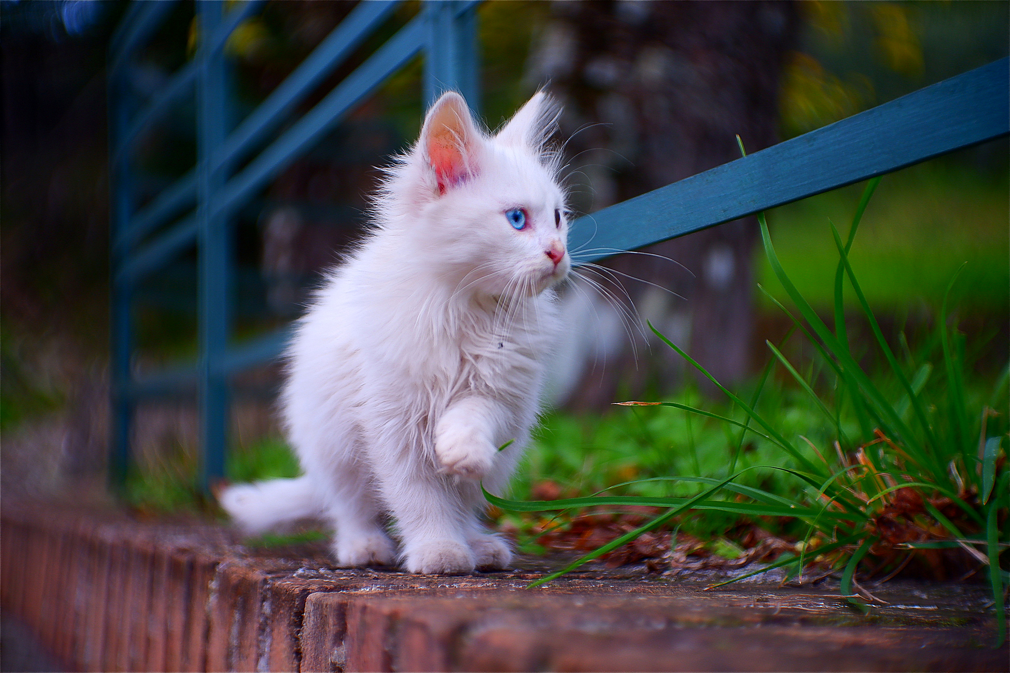 Merlino, gatto aristocratico...
