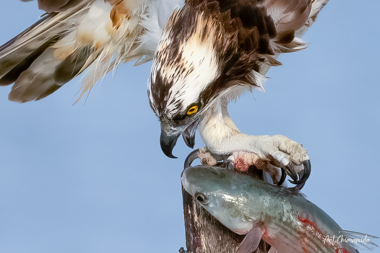 Falco Pescatore