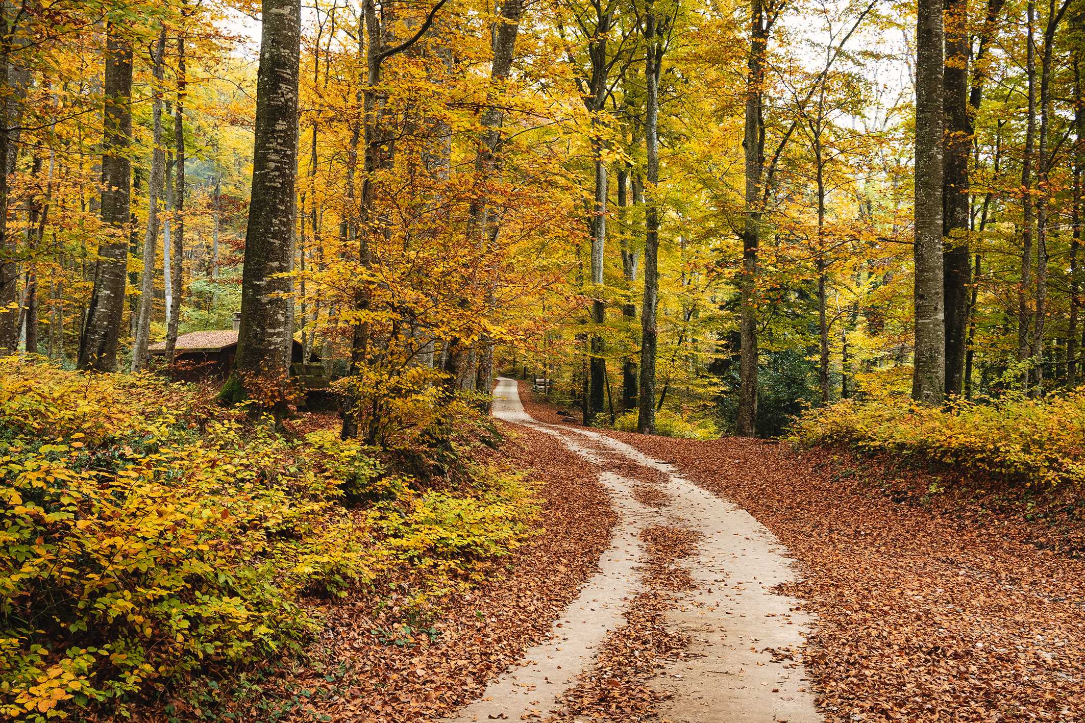 Foliage nel bosco di Champagne, Vaud, Svizzera