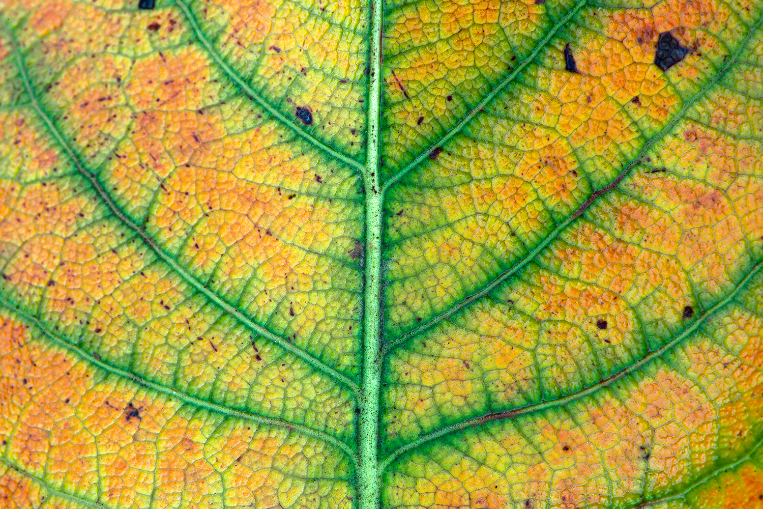 l'albero nella foglia
