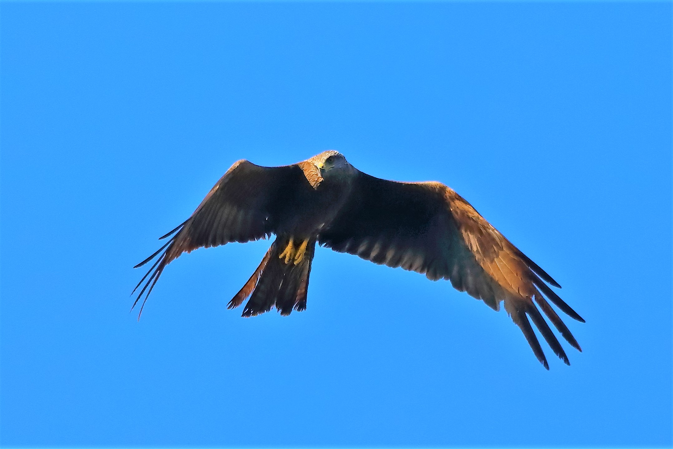 nibbio bruno 08-08-2022