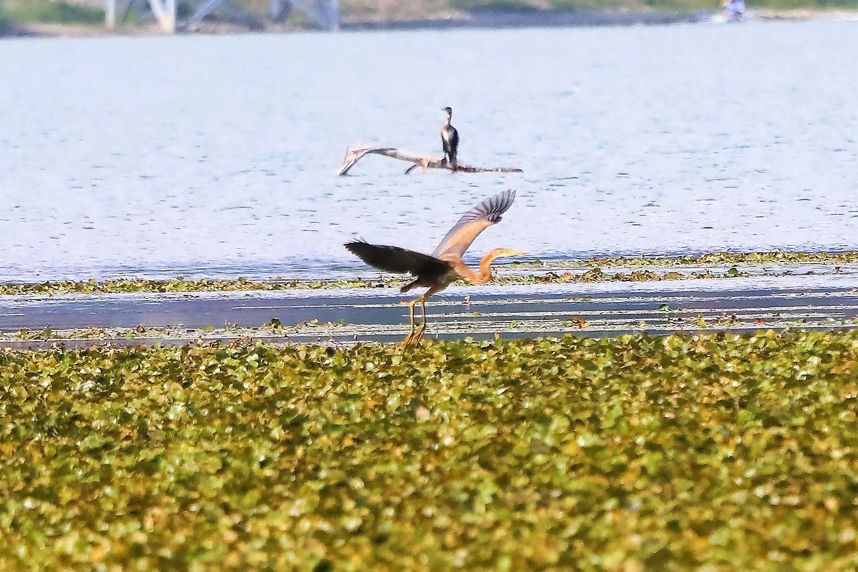 airone rosso 30-08-2022