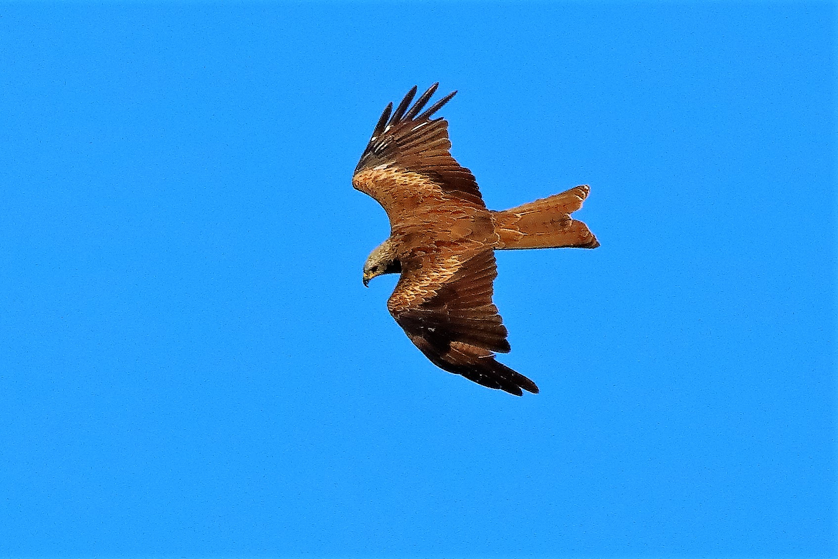 Nibbio bruno 02-08-2022