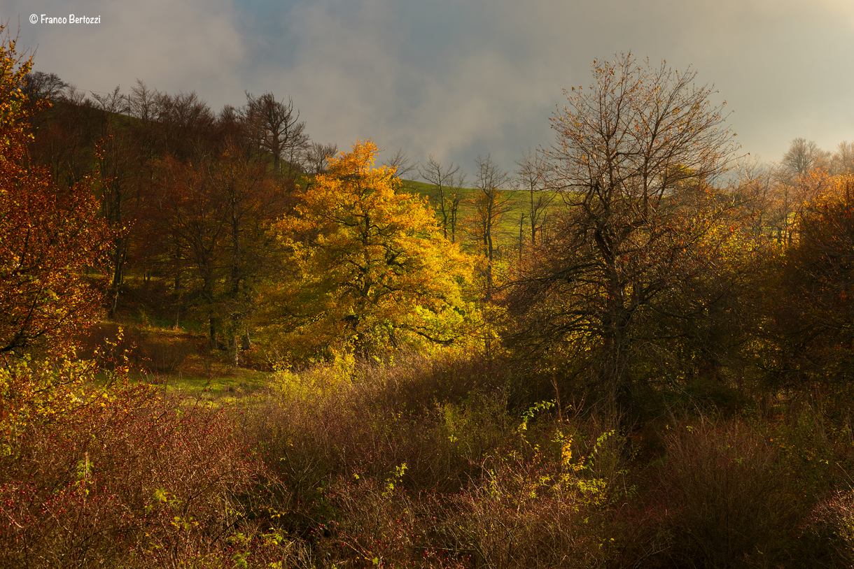 I colori della Biancarda