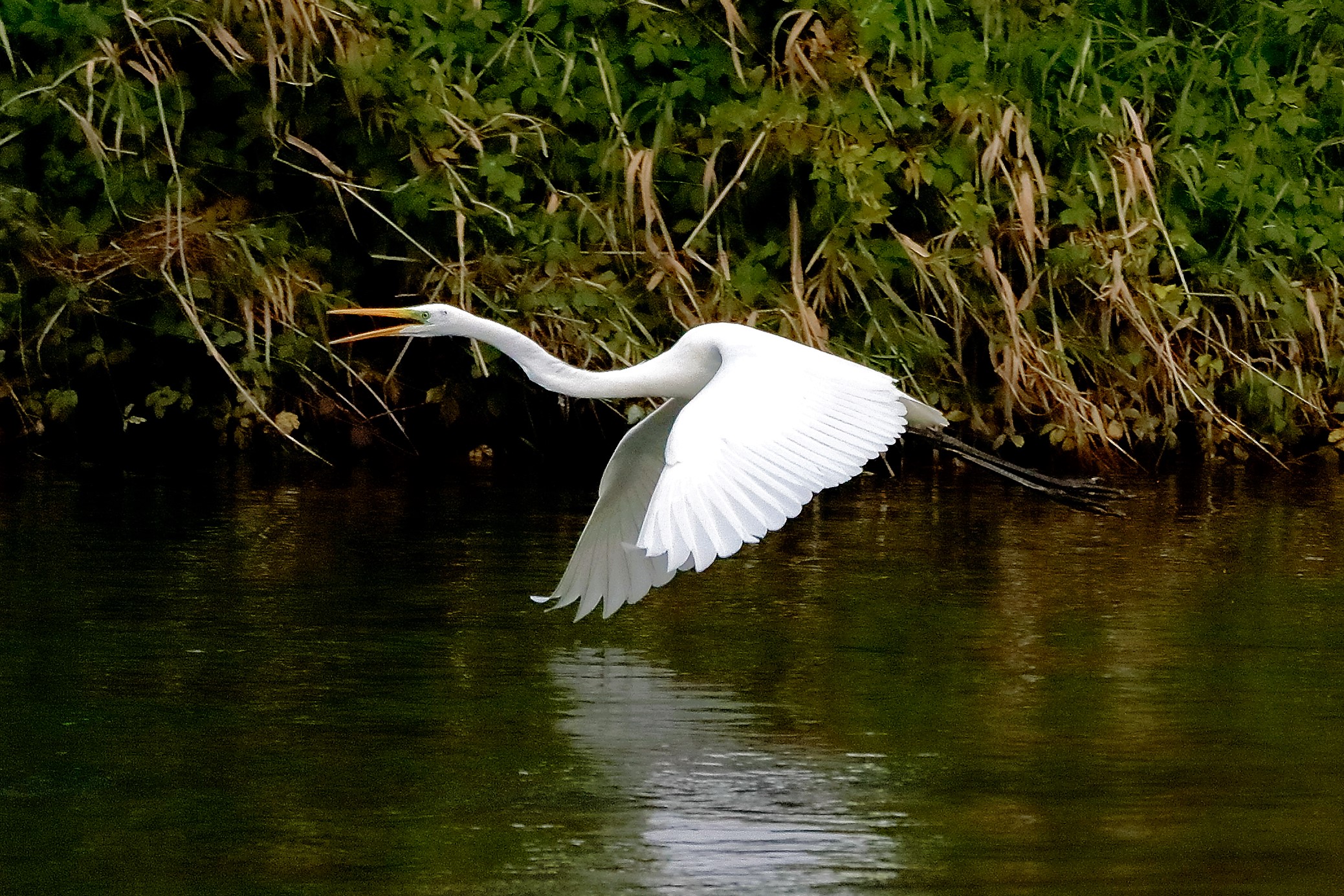 Airone BM 12 novembre 2022