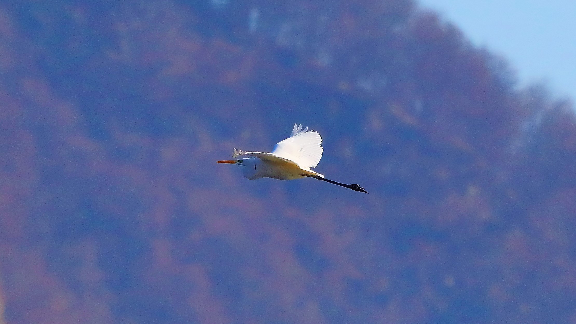 Airone BM 31 gen 2022 --153--