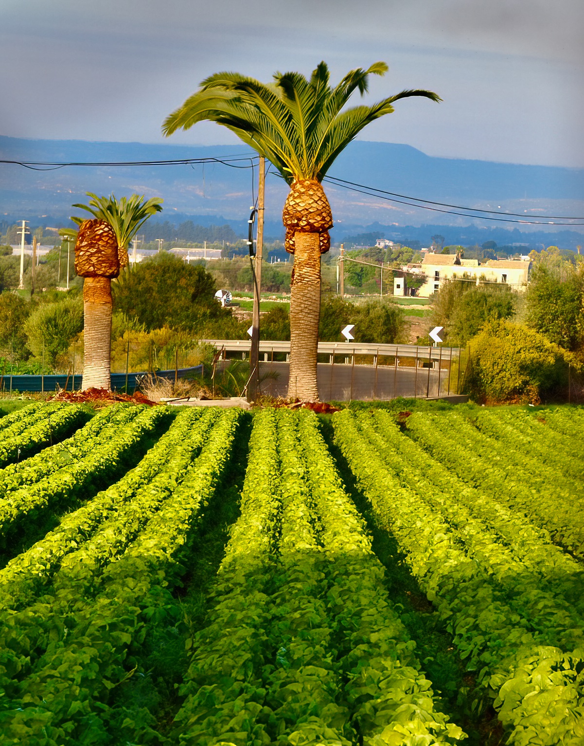 Cultivation