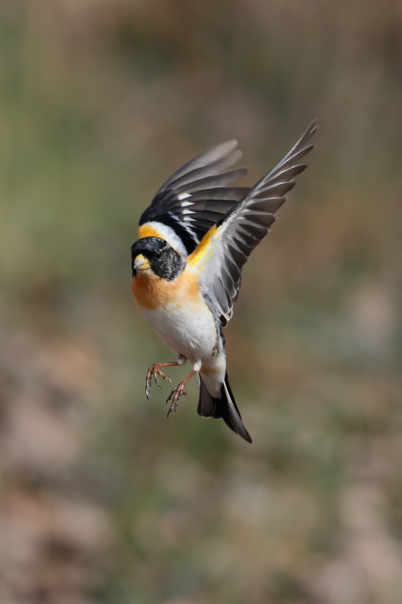 Brambling