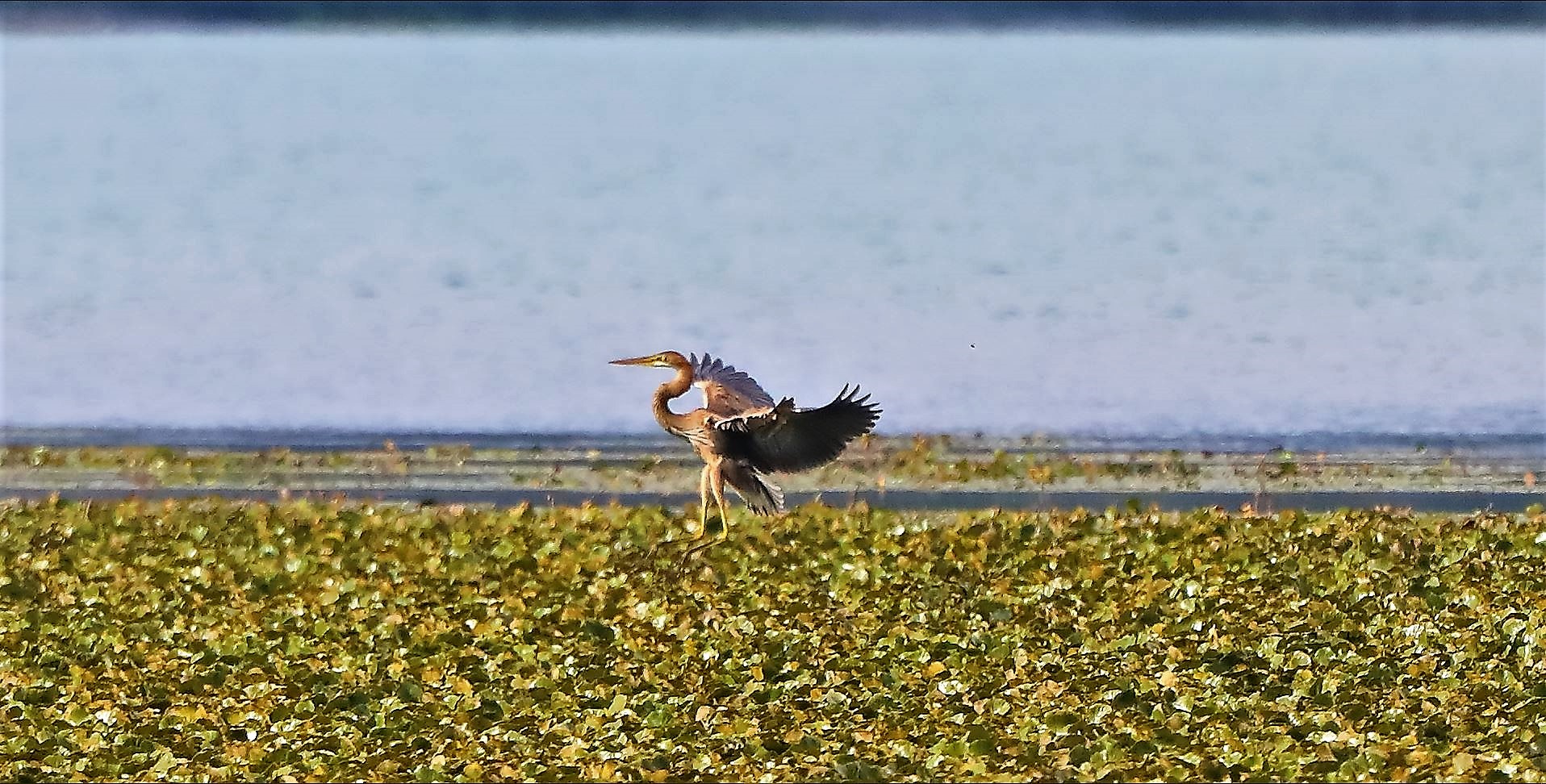 airone rosso 30-08-2022