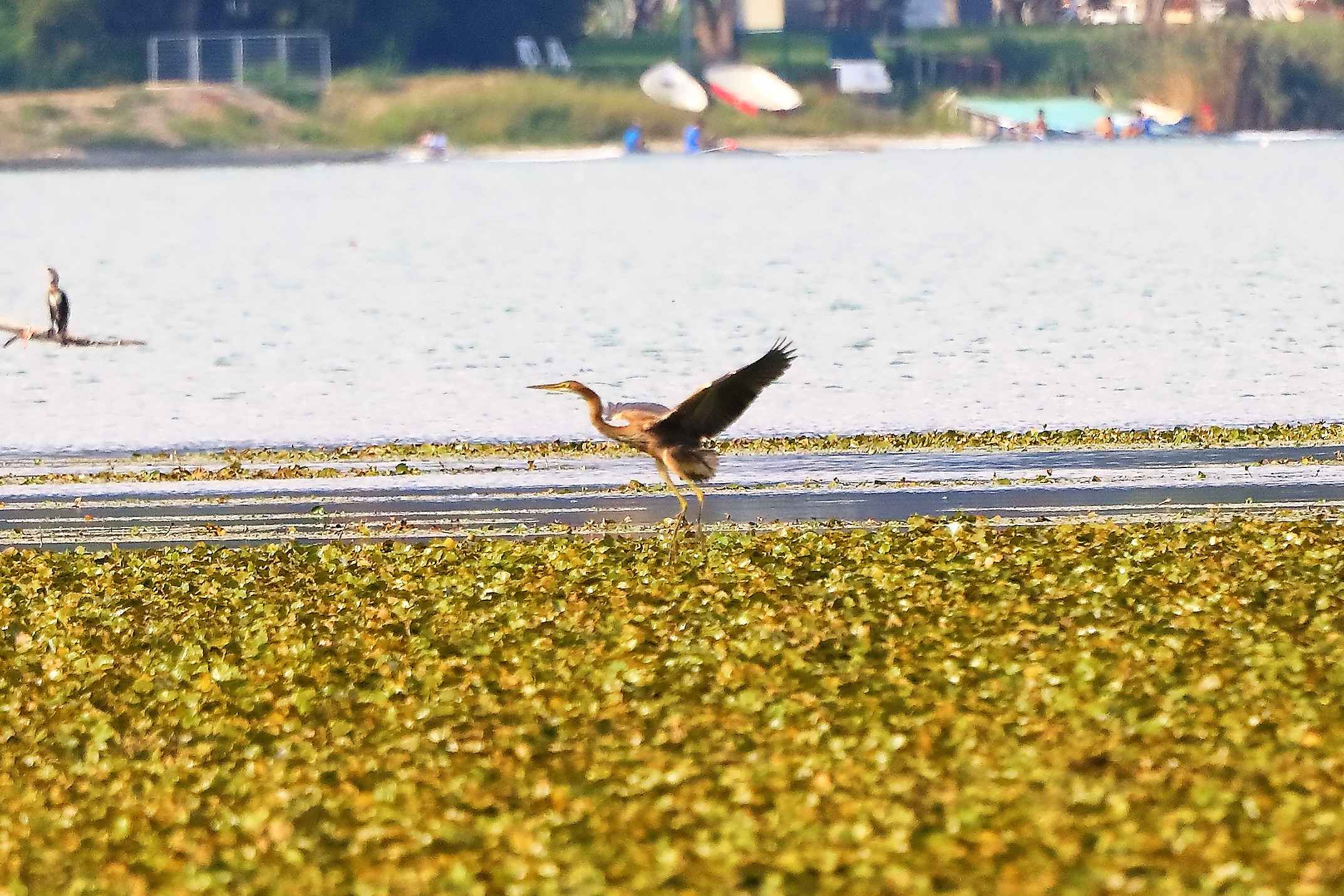 airone rosso 30-08-2022