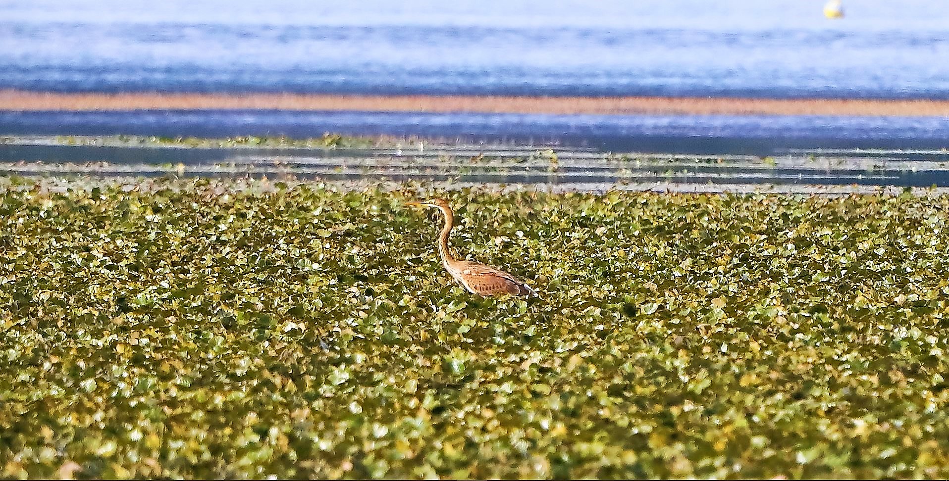 airone rosso 30-08-2022