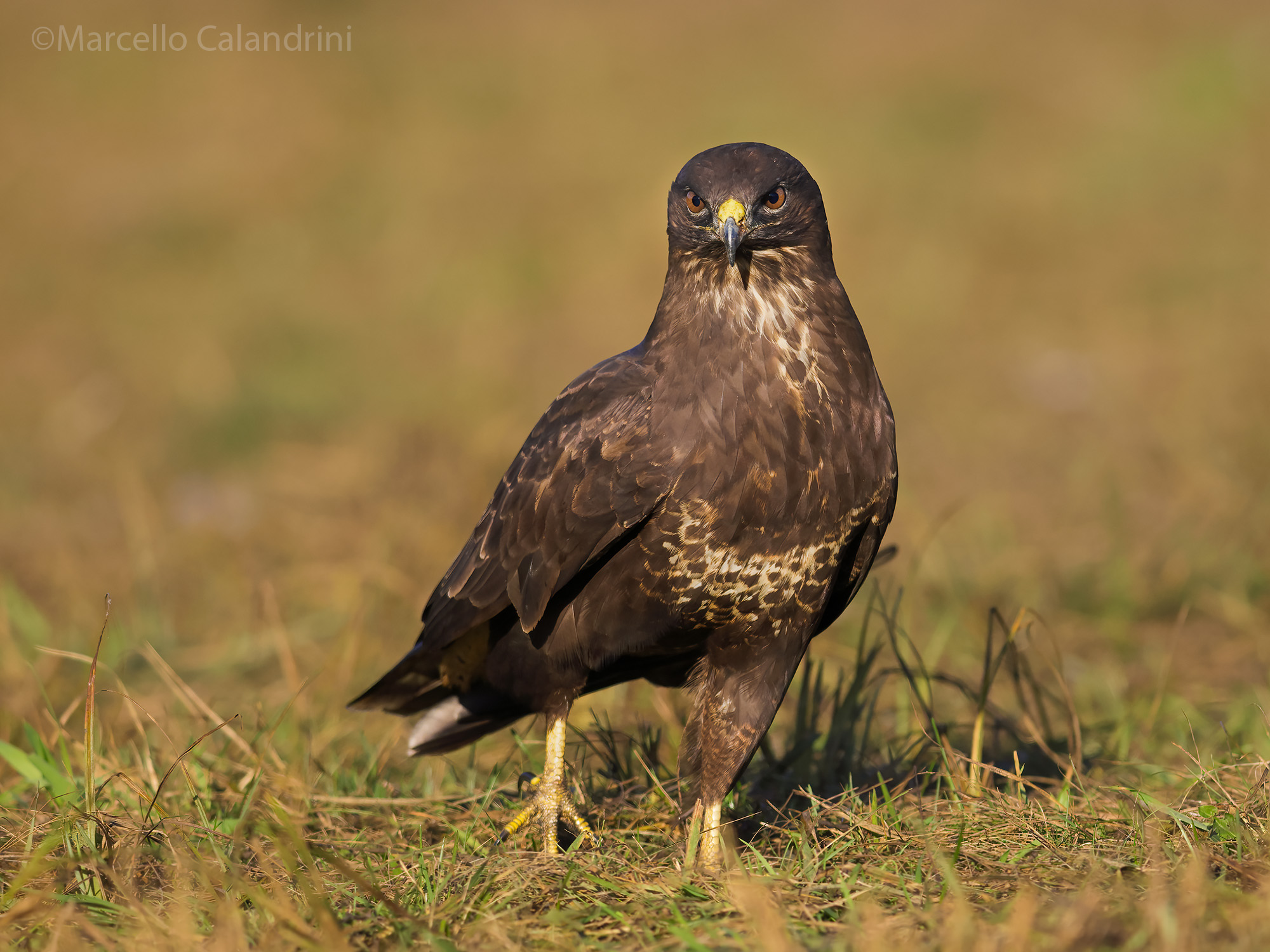 Buzzard (dark phase)
