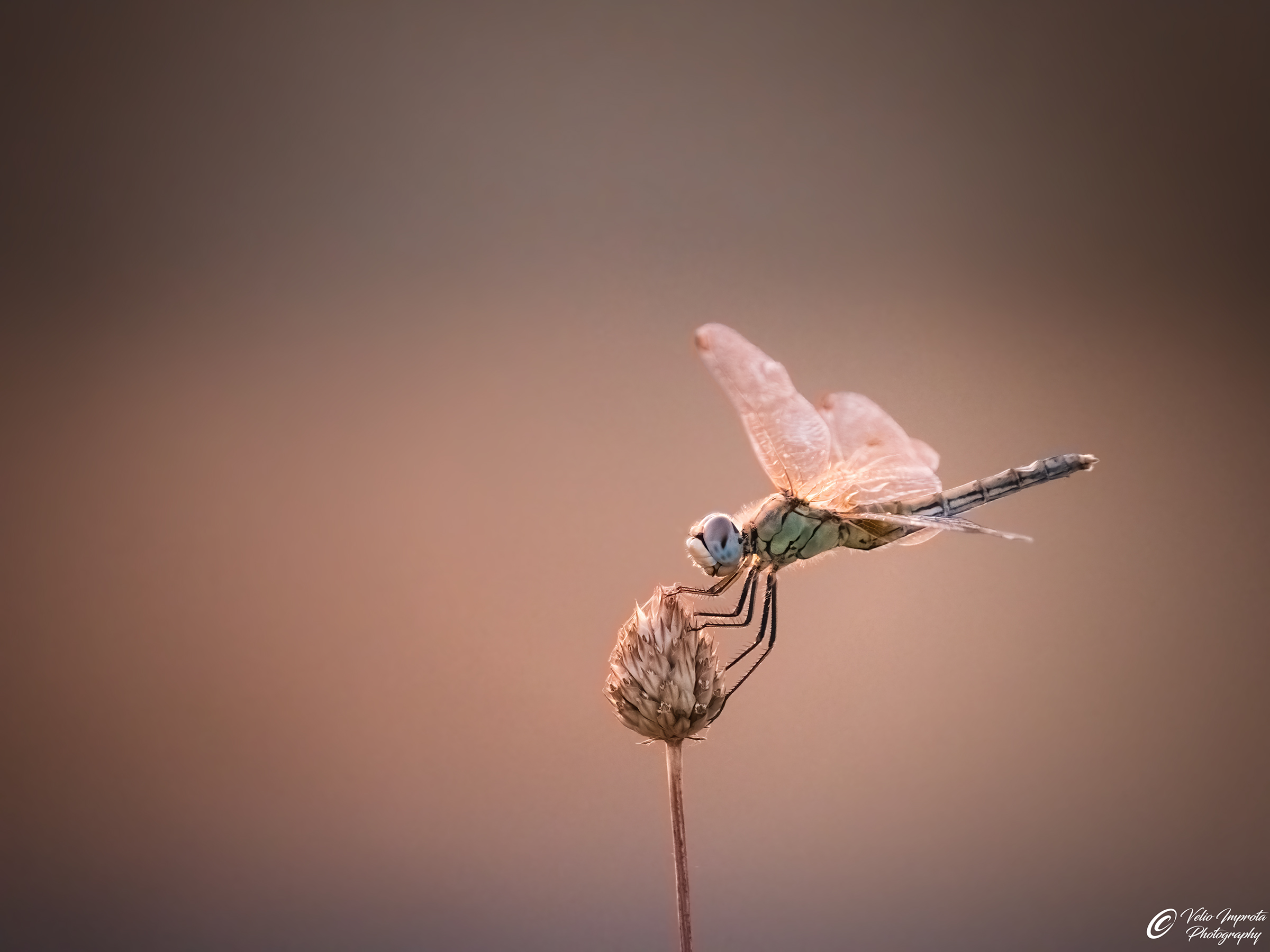 Dragonfly at sunset