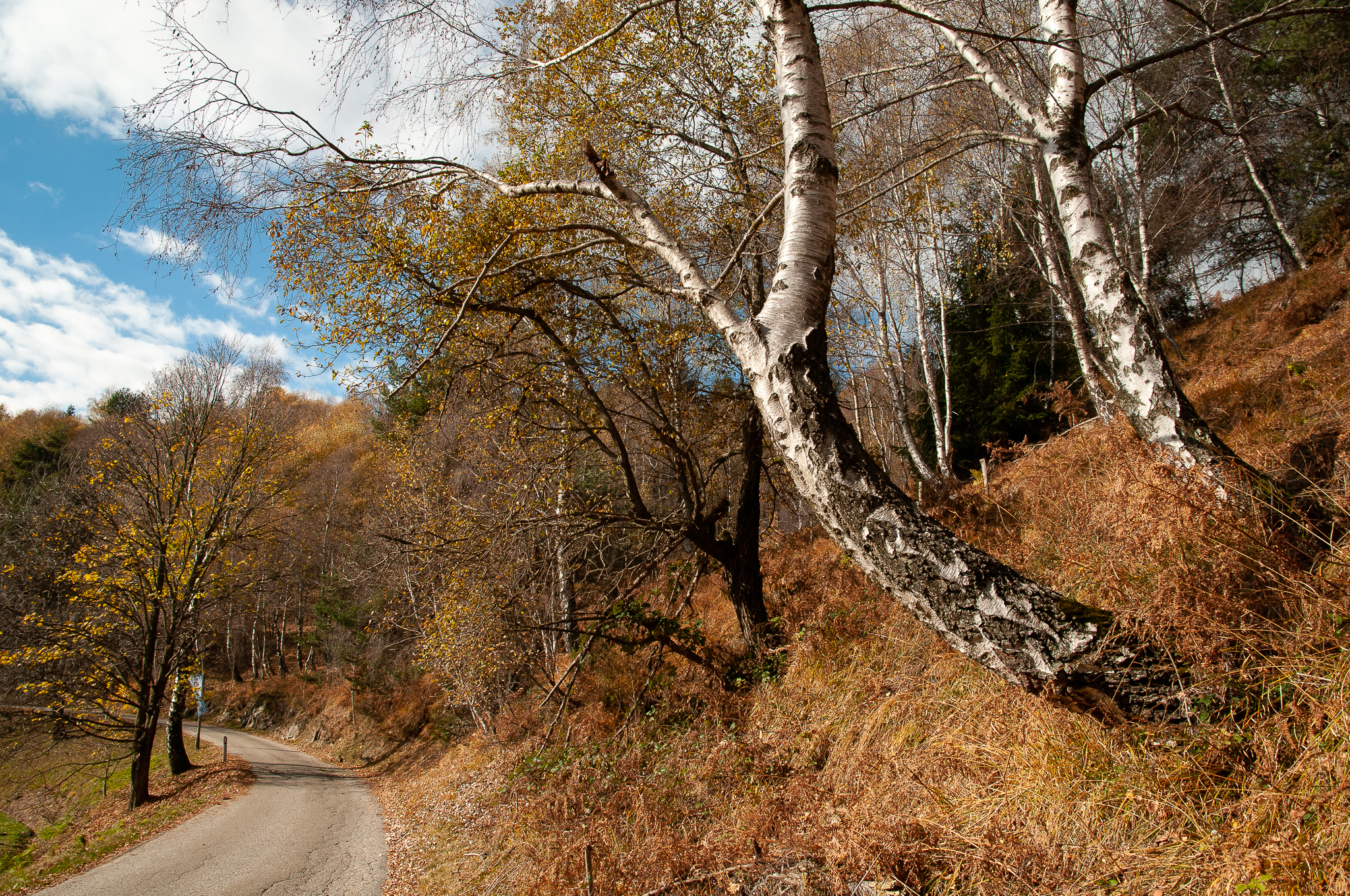 Autumn landscape 3