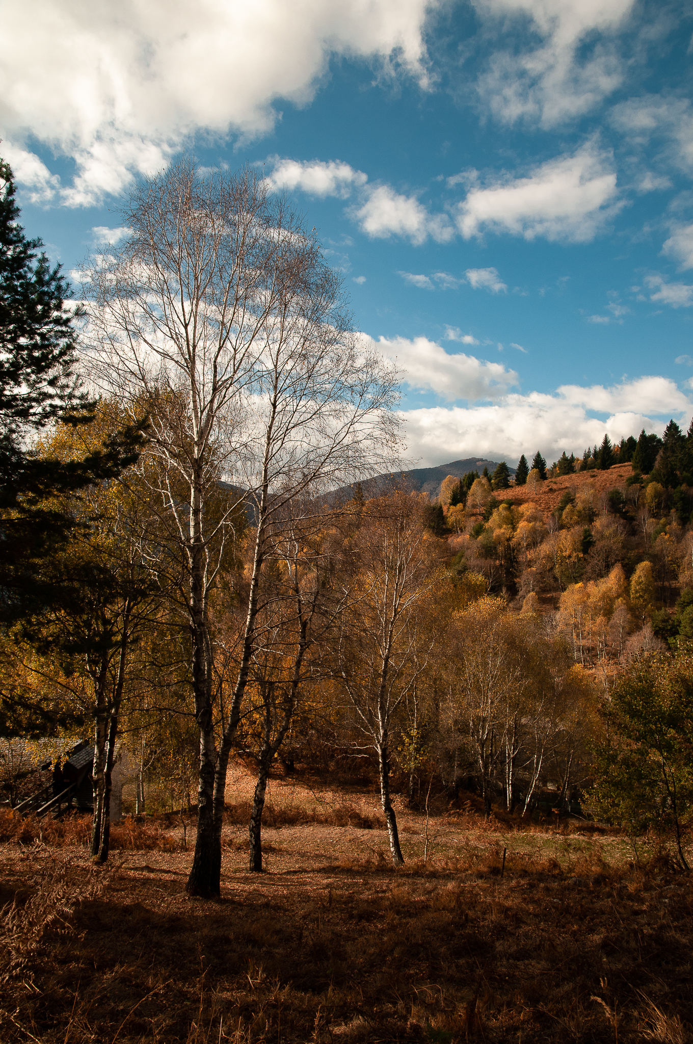 Autumn landscape 4