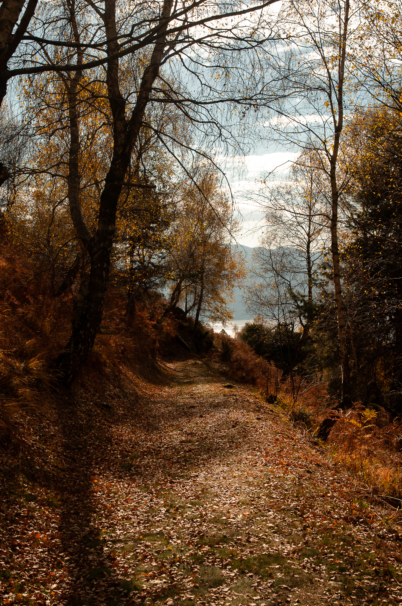 Autumn landscape 5