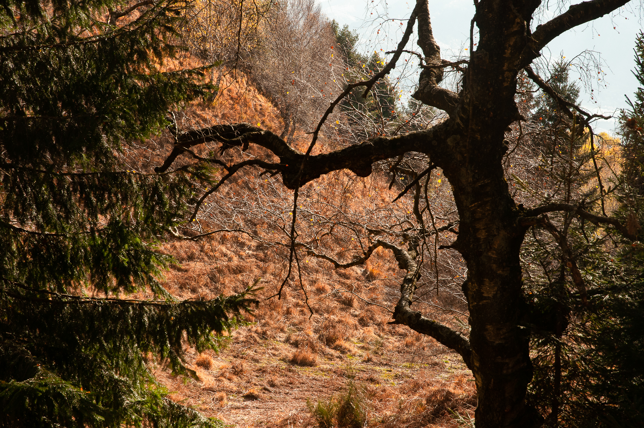 paesaggio autunnale 6