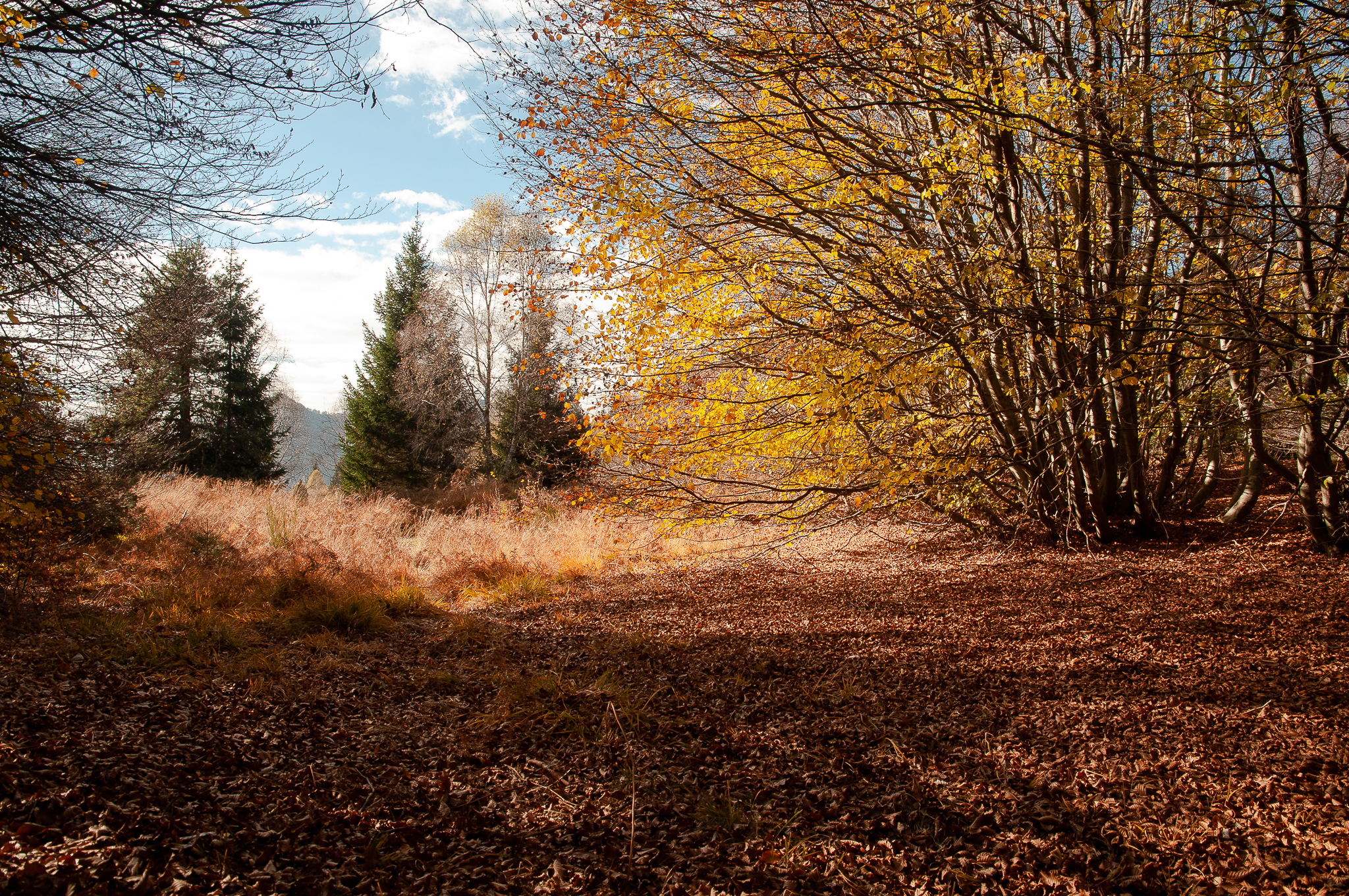 Autumn landscape 7