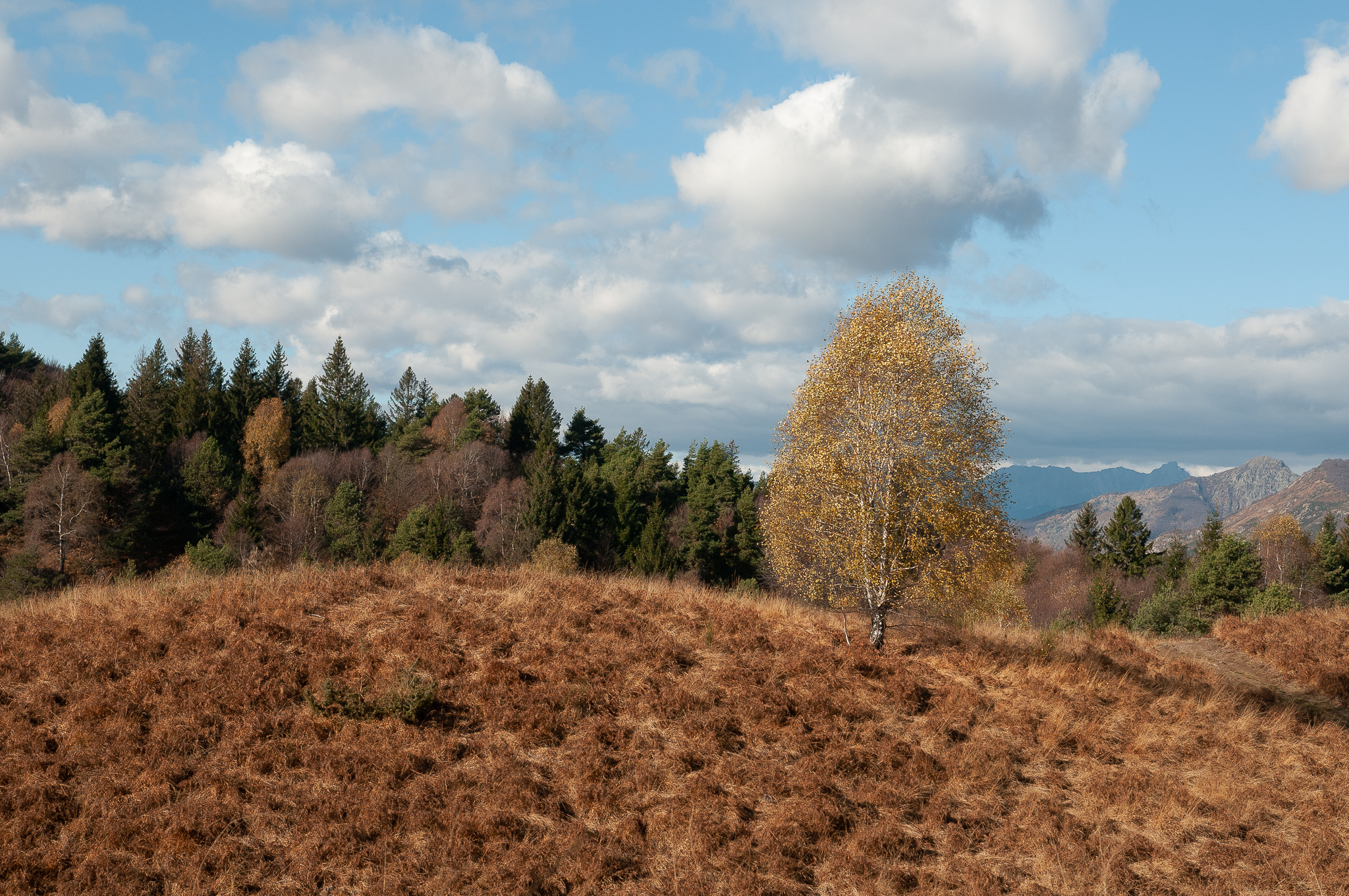 Autumn landscape 8