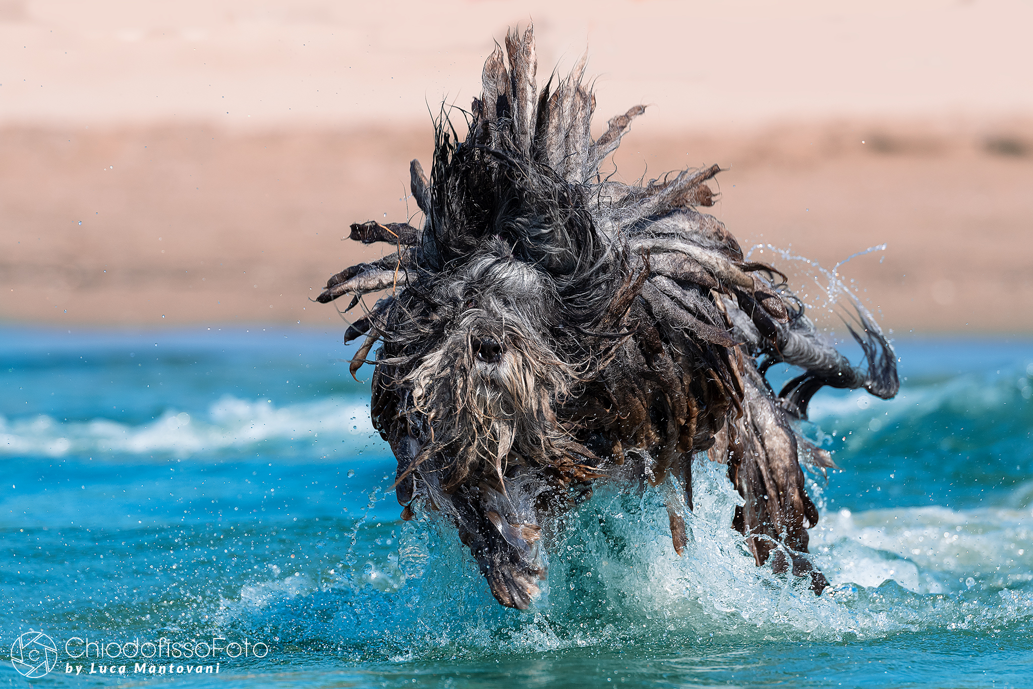 Mia - Bergamasco Shepherd