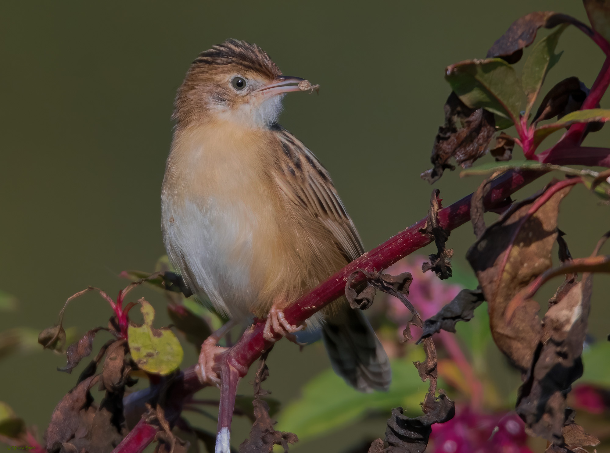 Snipe (Cisticola juncidis) with prey