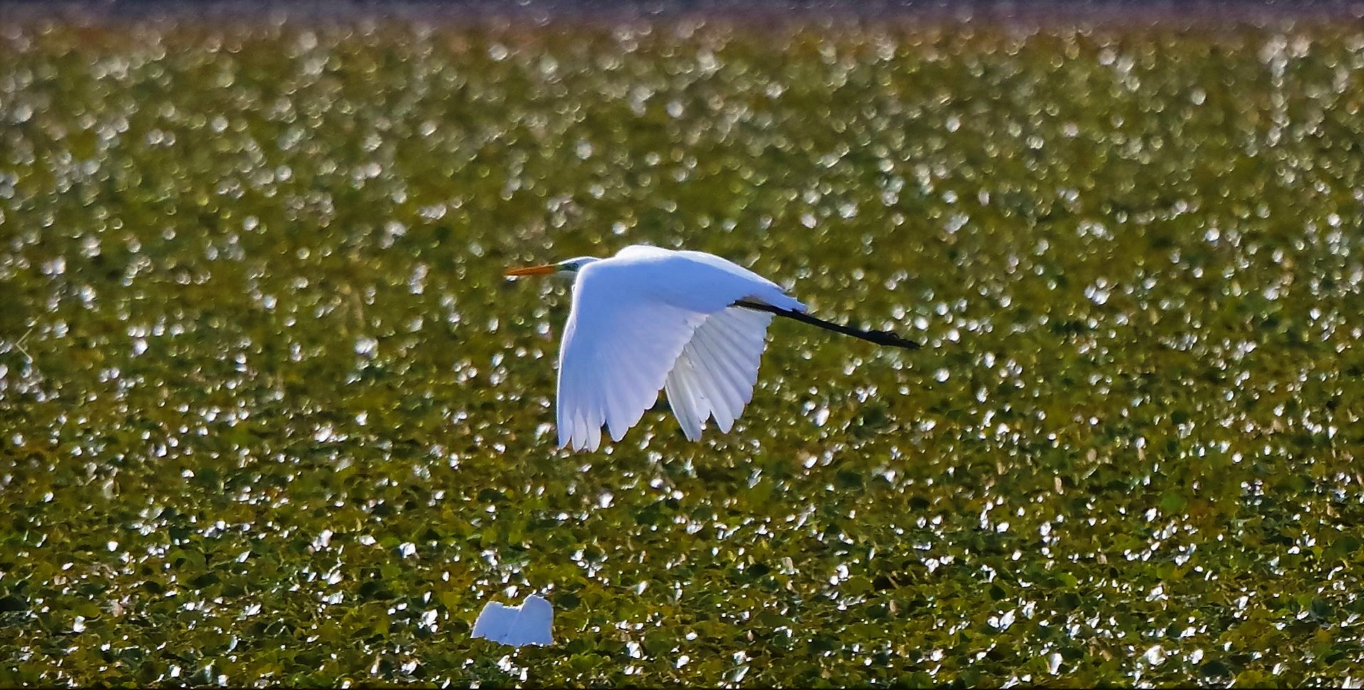 Bianco maggiore 30-08-2022