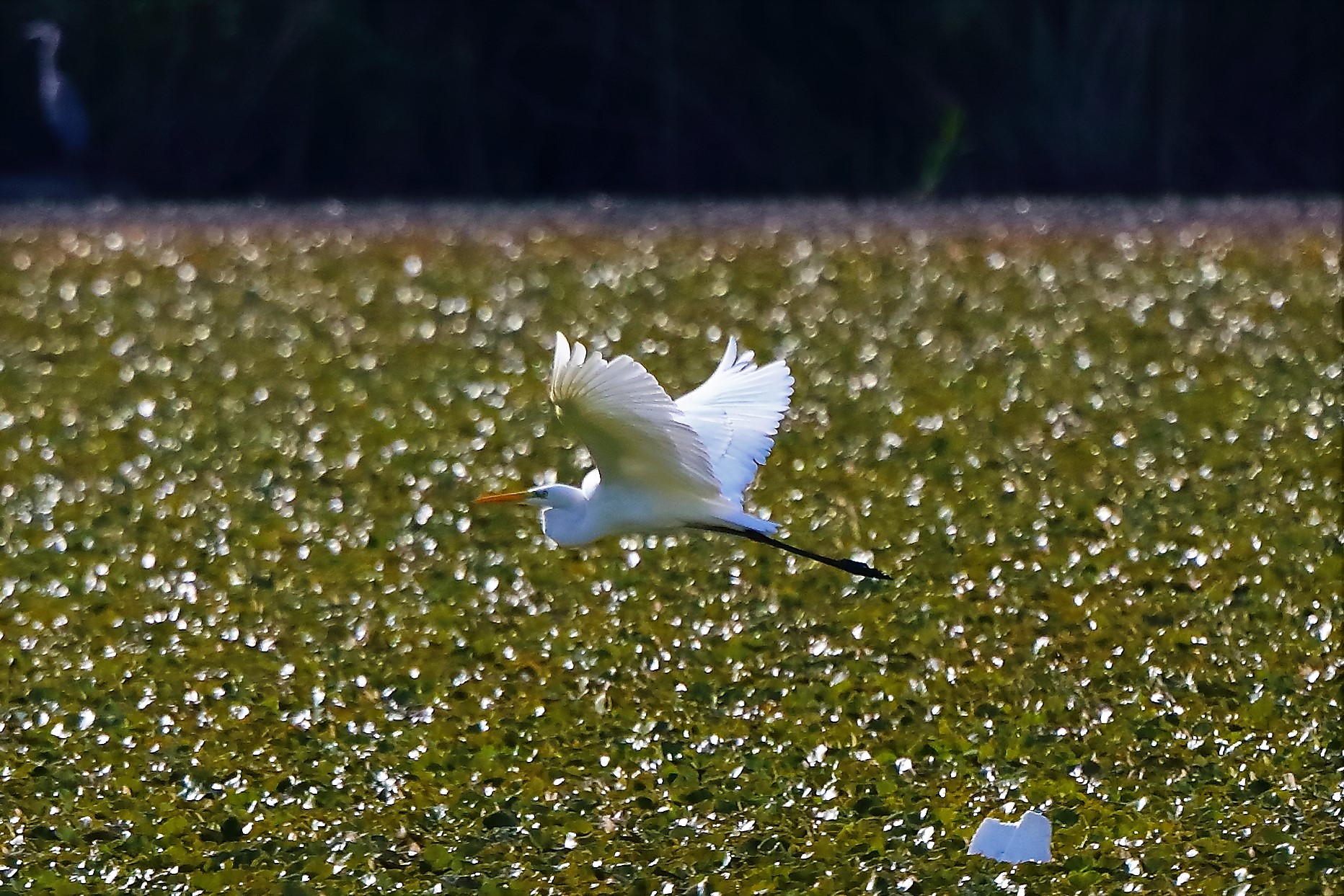 Bianco maggiore 30-08-2022
