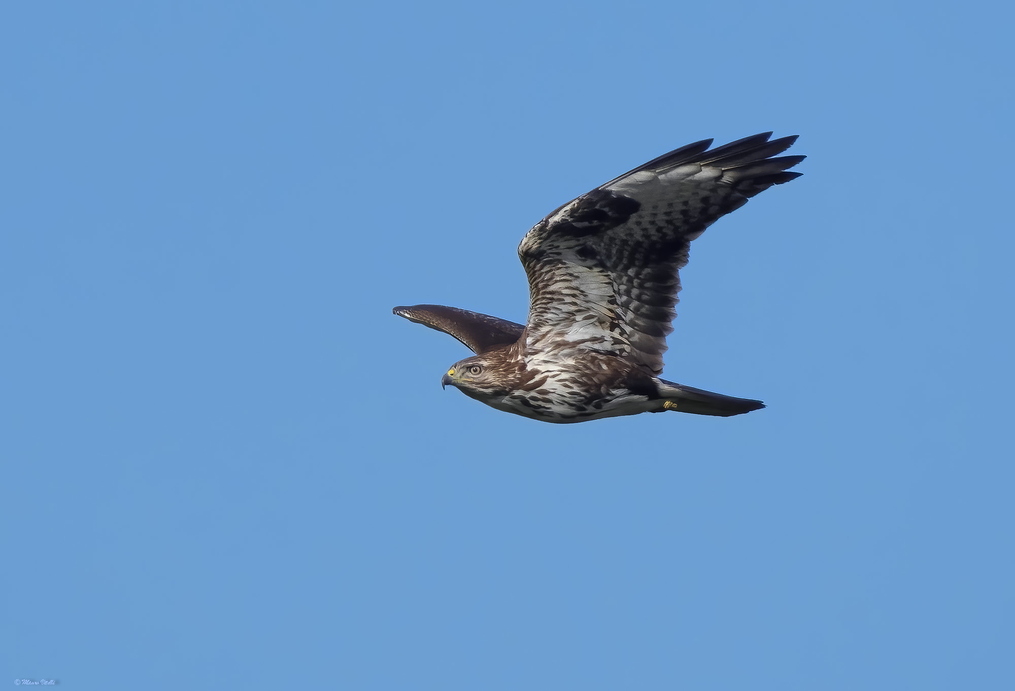 Buzzard