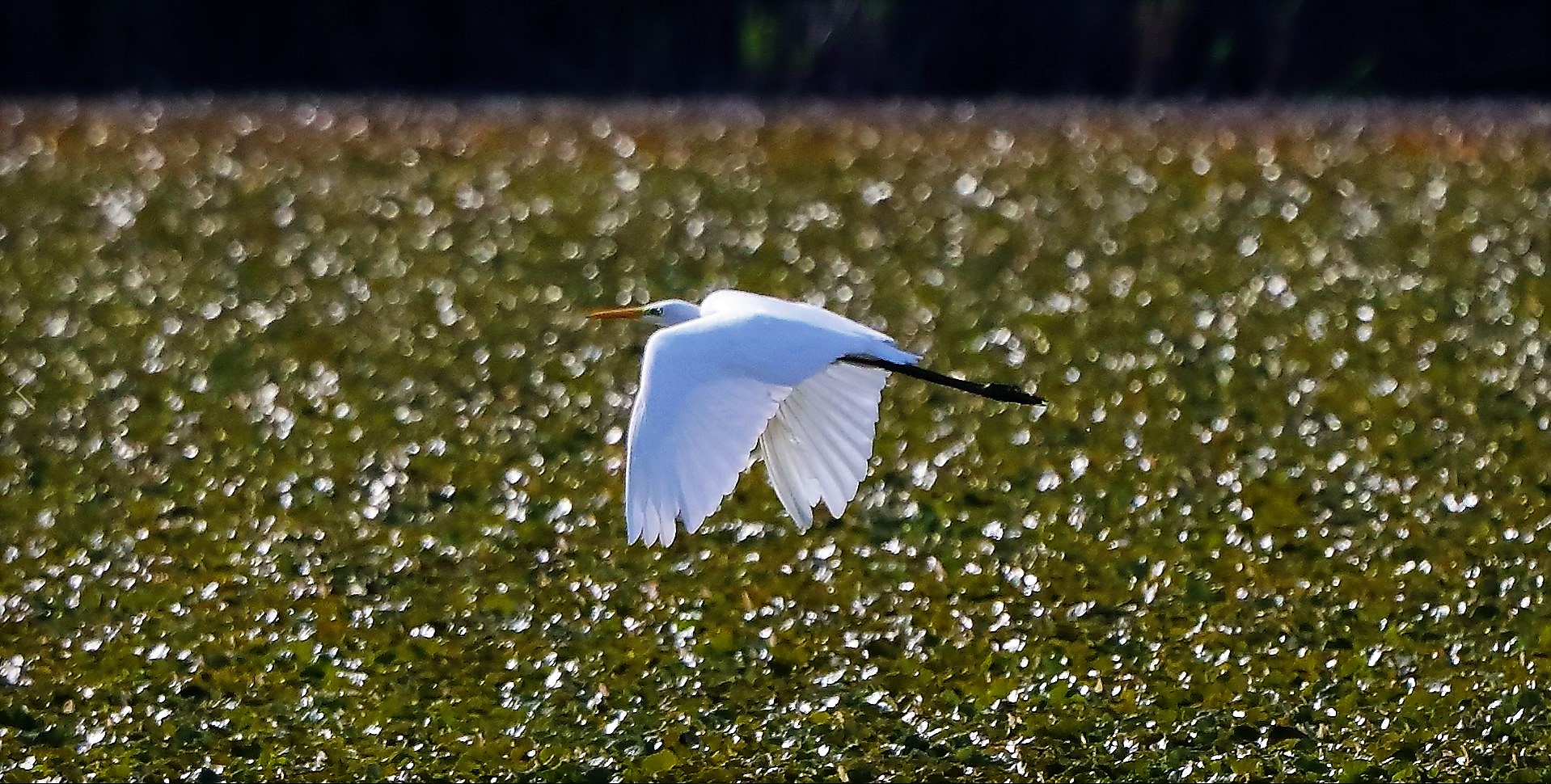 Bianco maggiore 30-08-2022