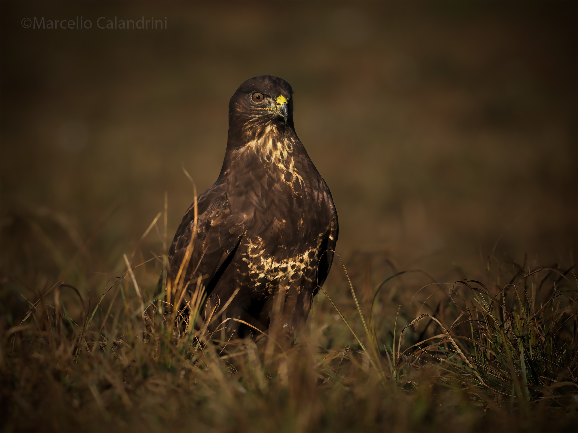 Buzzard