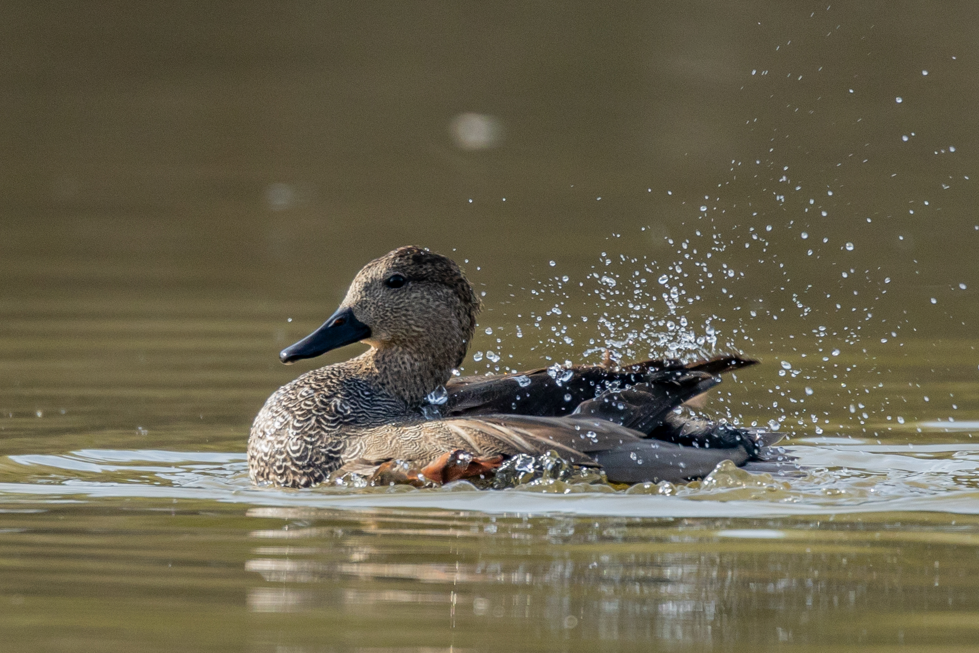Gadwall