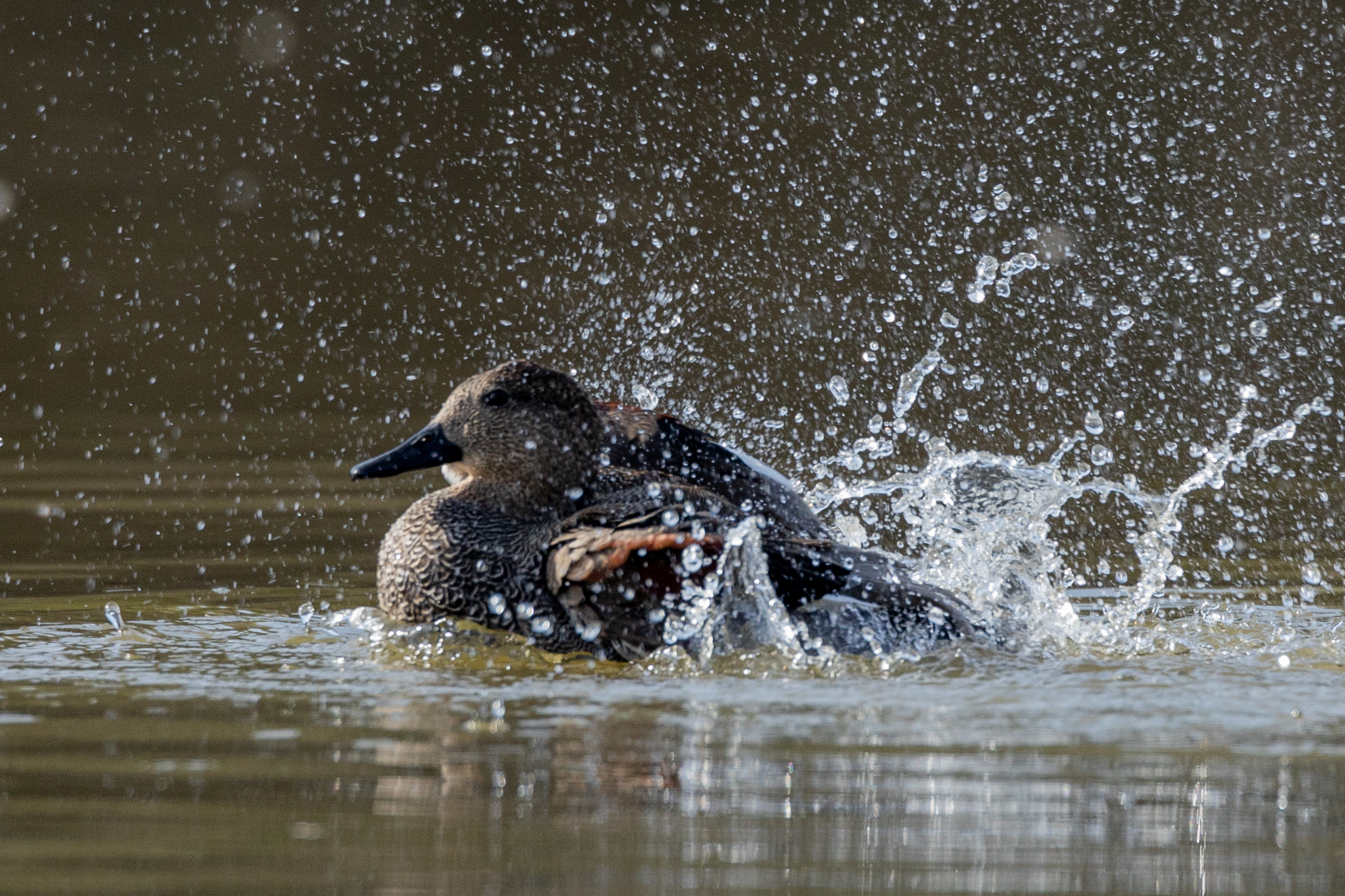 Gadwall