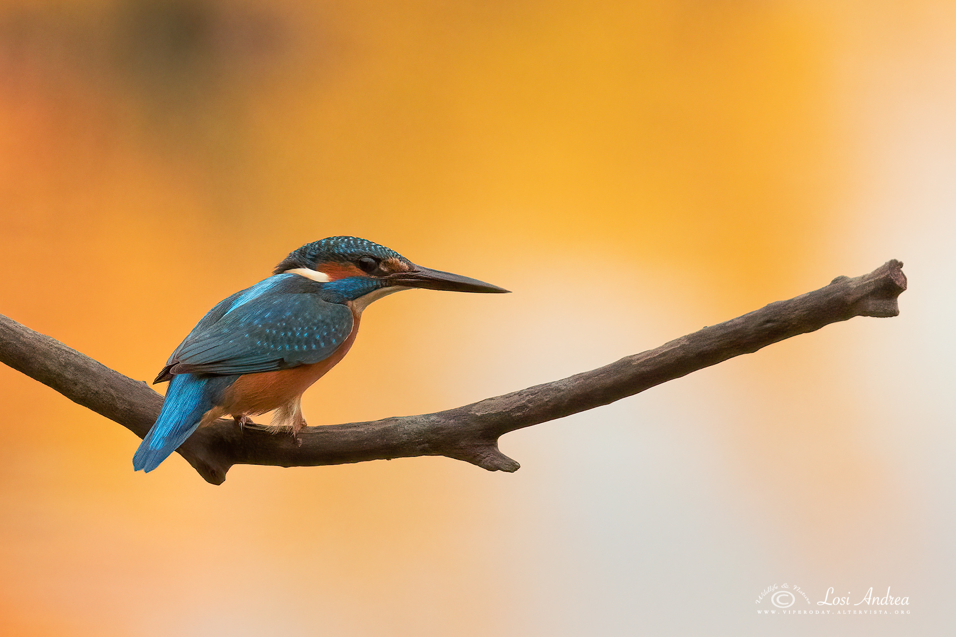 Martin pescatore al tramonto