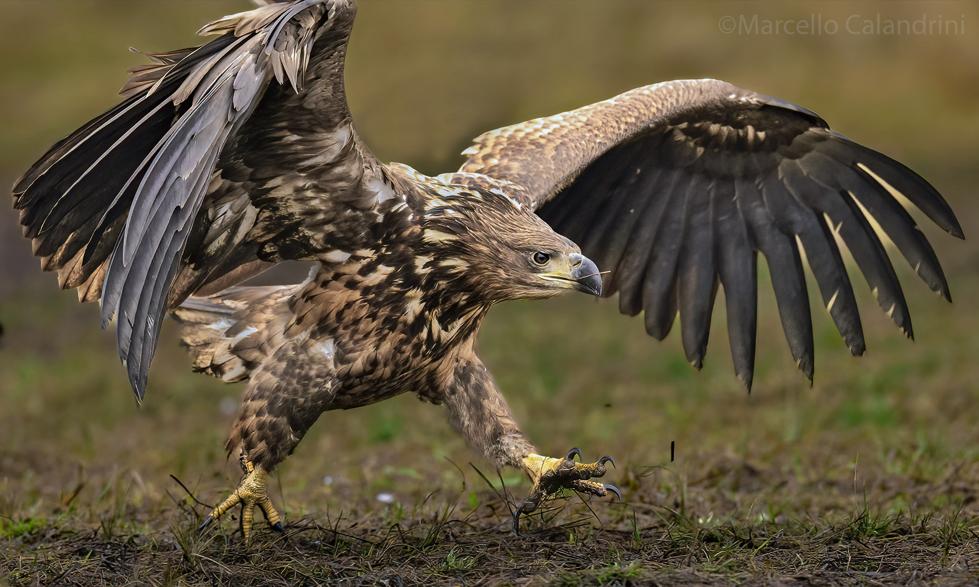 White-tailed sea eagle