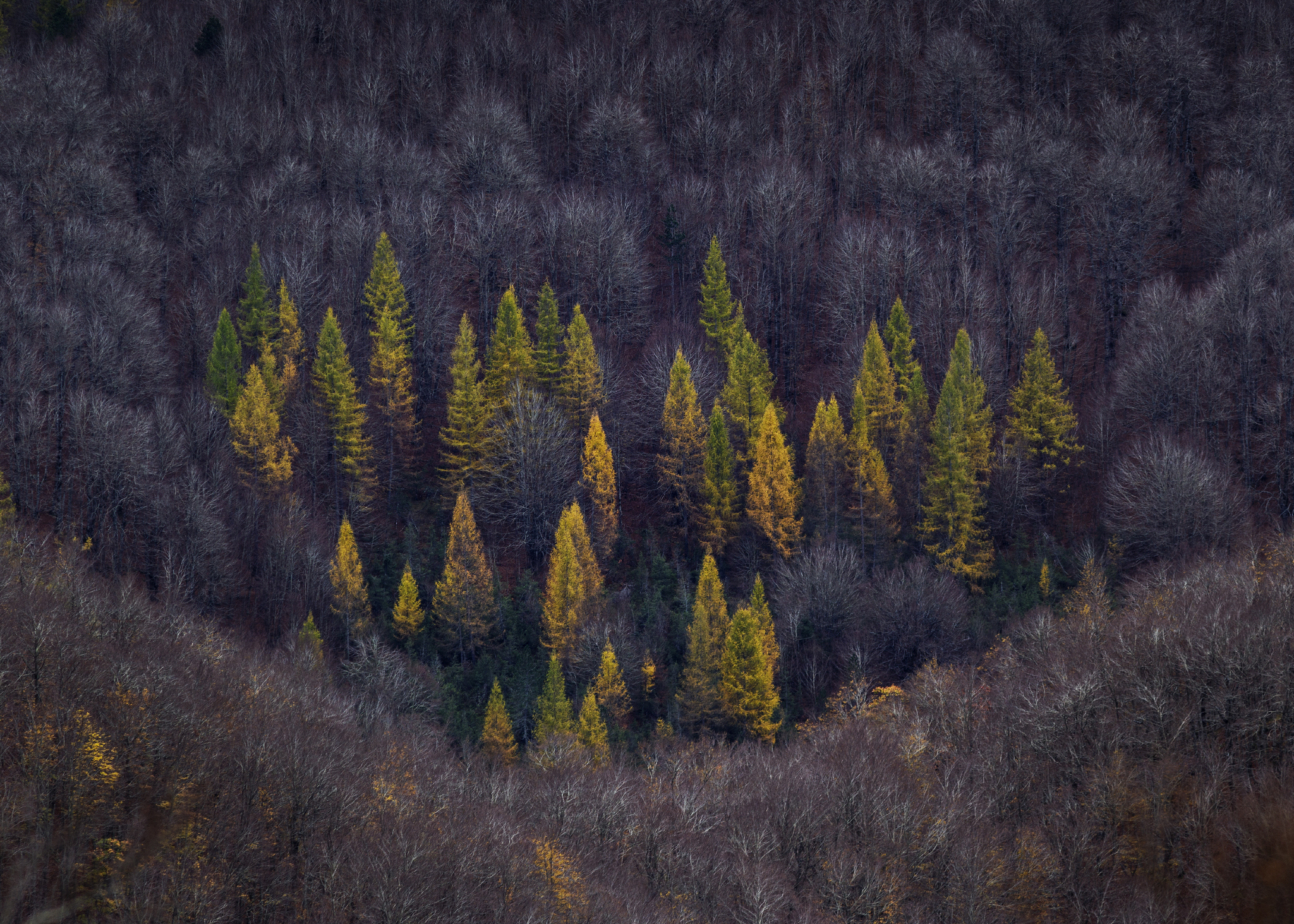 l'ultimo foliage