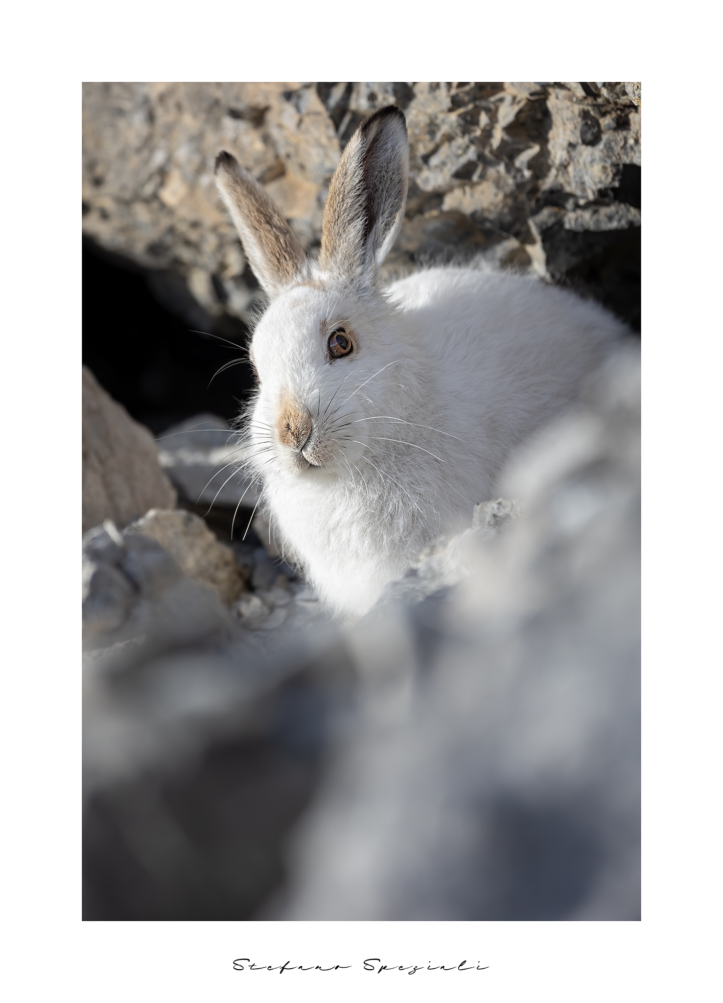 Variable hare - Lepus timidus