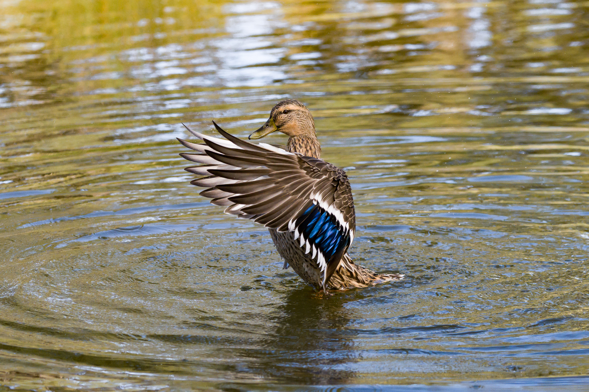 Germano lake Grande Portonovo