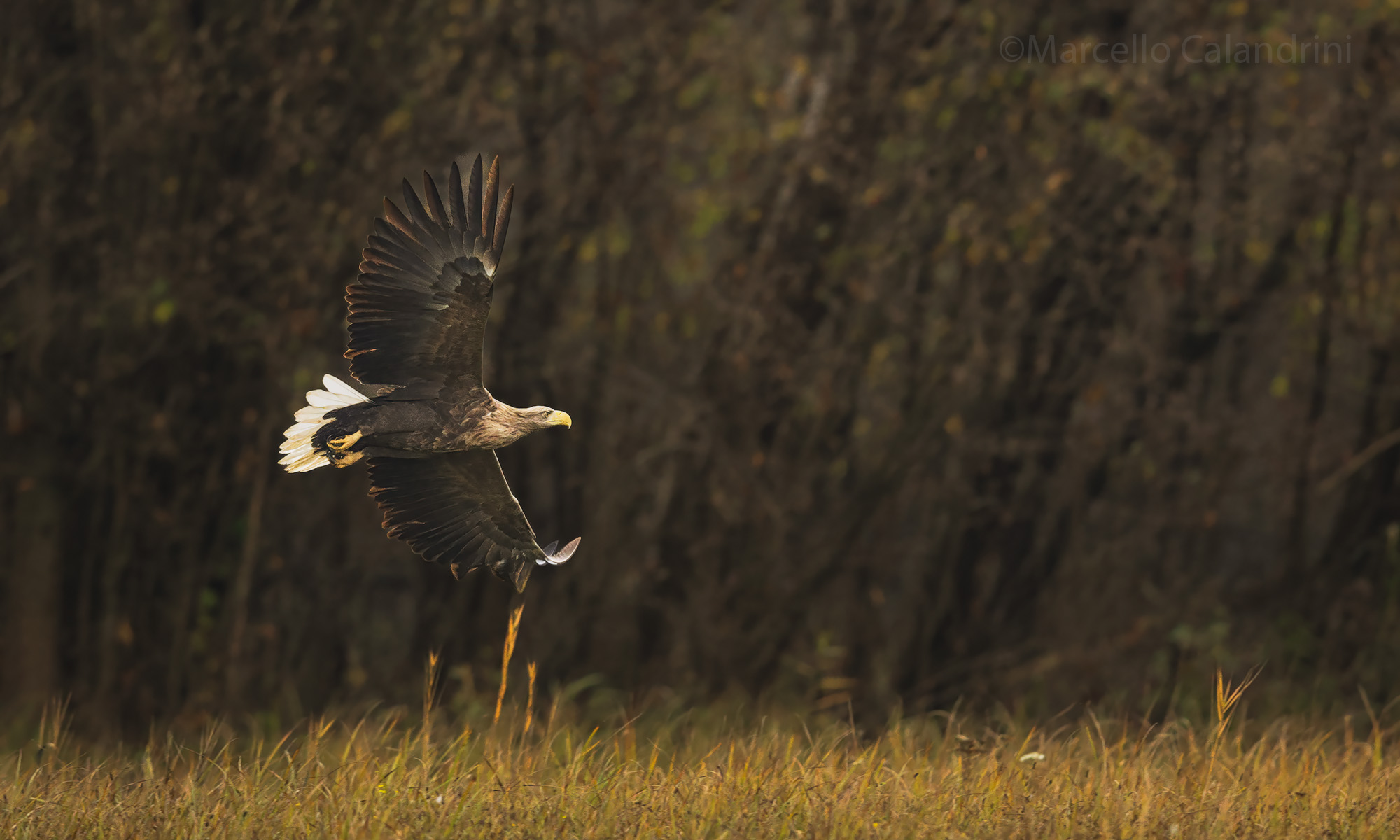 White-tailed sea eagle