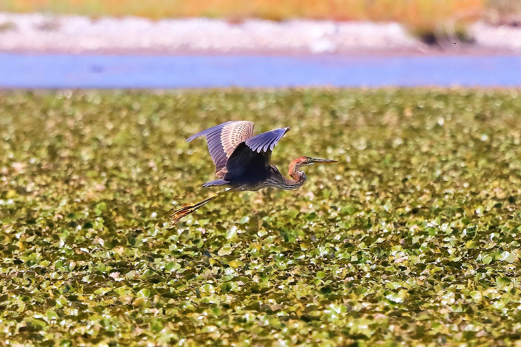 airone rosso 27-08-2022