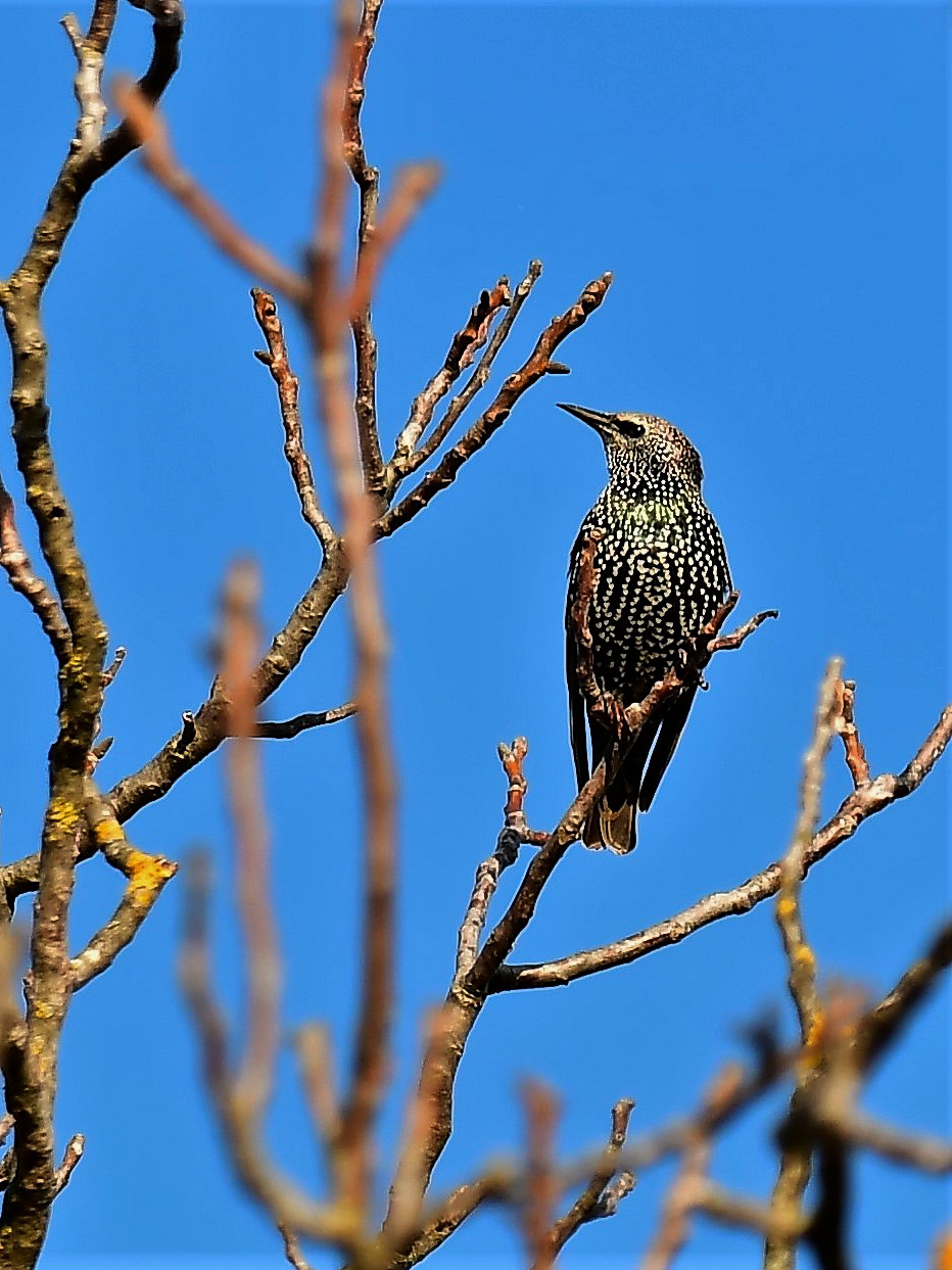 Starling