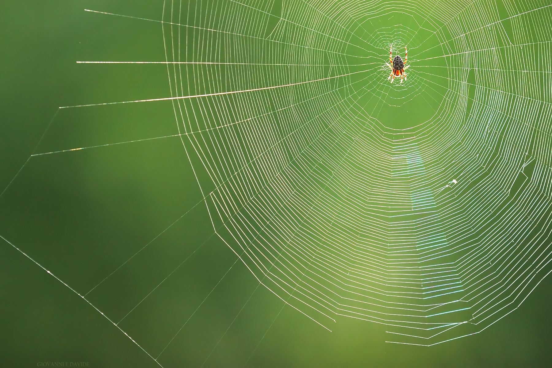 ... Blinking your nose ...