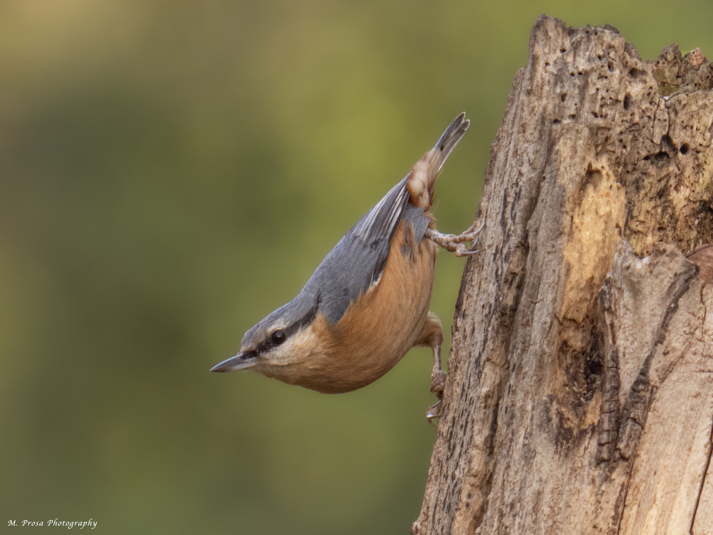 Kashmiri nutlayer (Sitta cashmirensis)