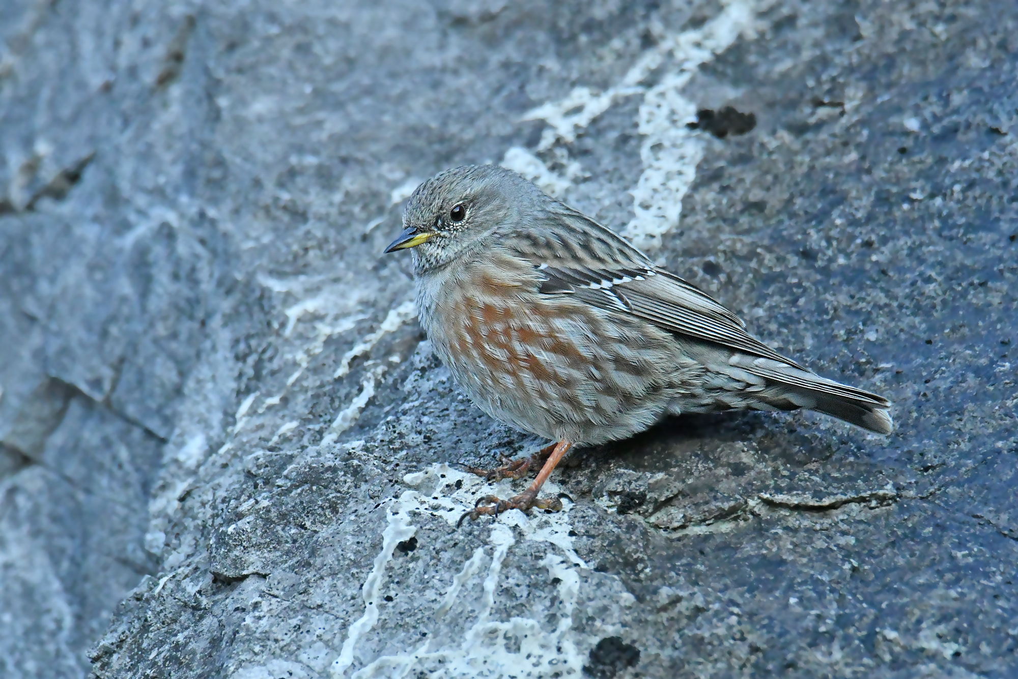 ALPINE ACCENTOR