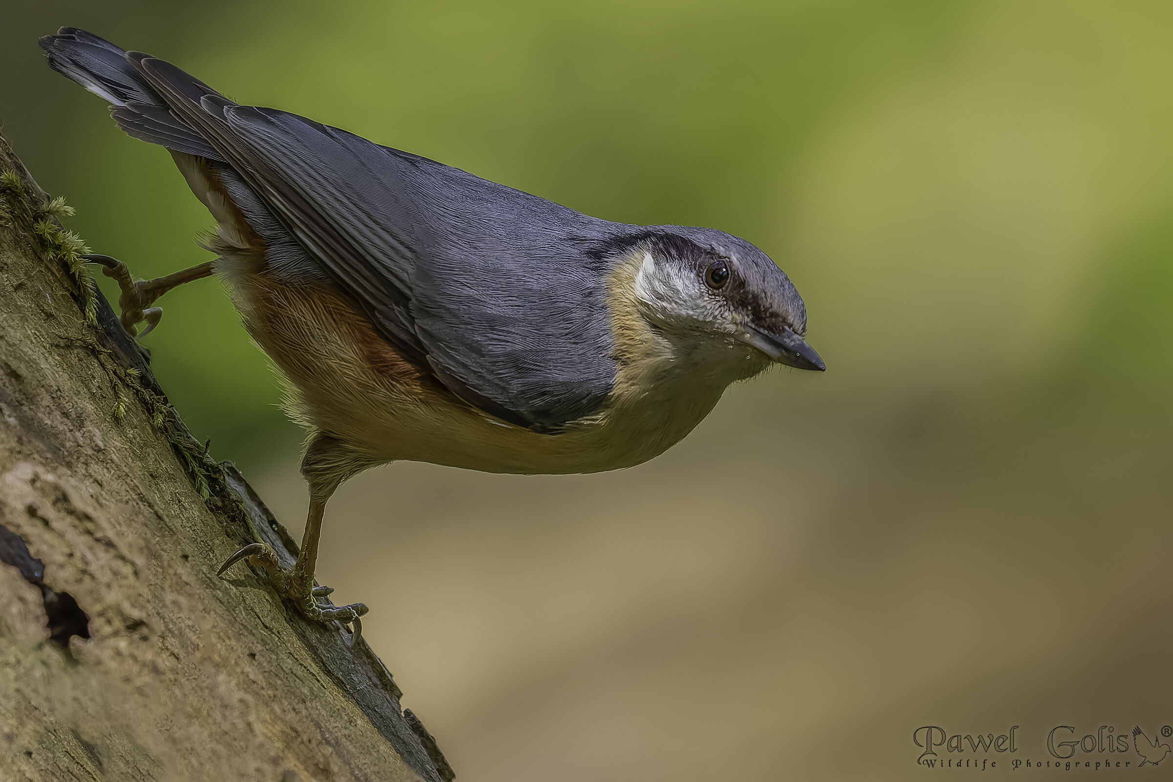 Picchio muratore (Sitta europaea)