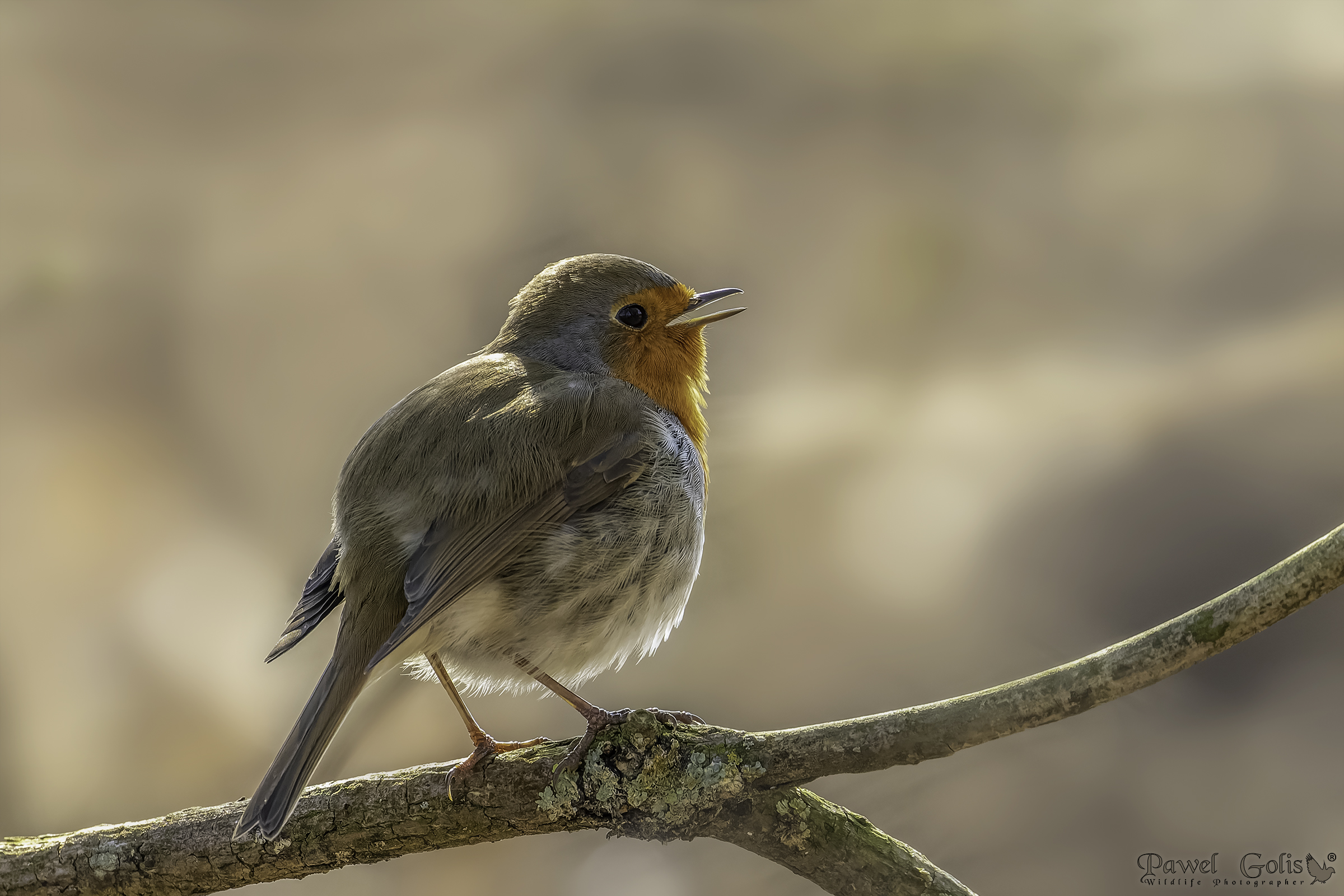 Pettirosso europeo (Erithacus rubecula)