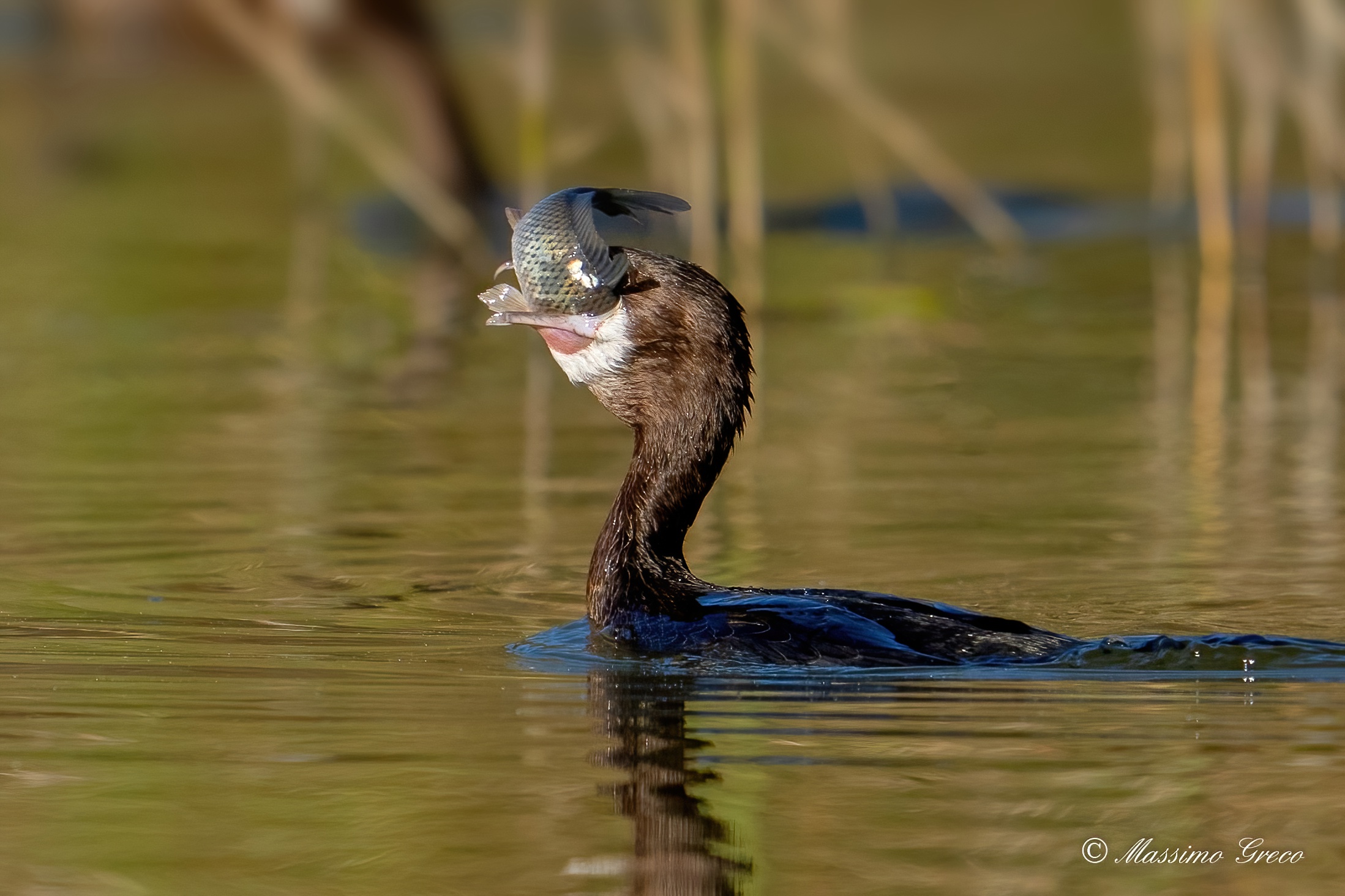 Marangone minore a colazione